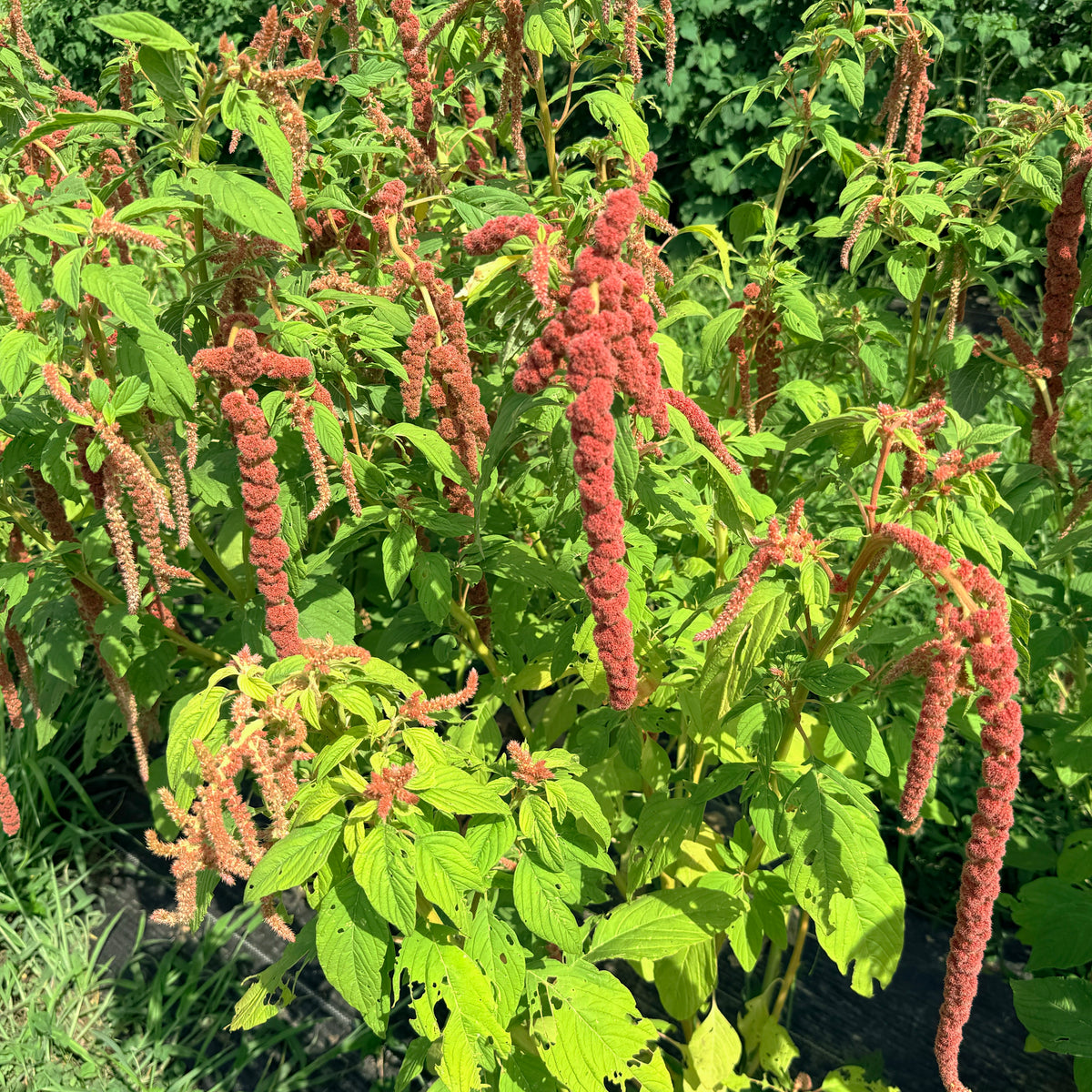 Bright coral Fountain Amaranth flowers from Hudson Valley Seed Co., showcasing lush, vibrant blooms with cascading foliage.