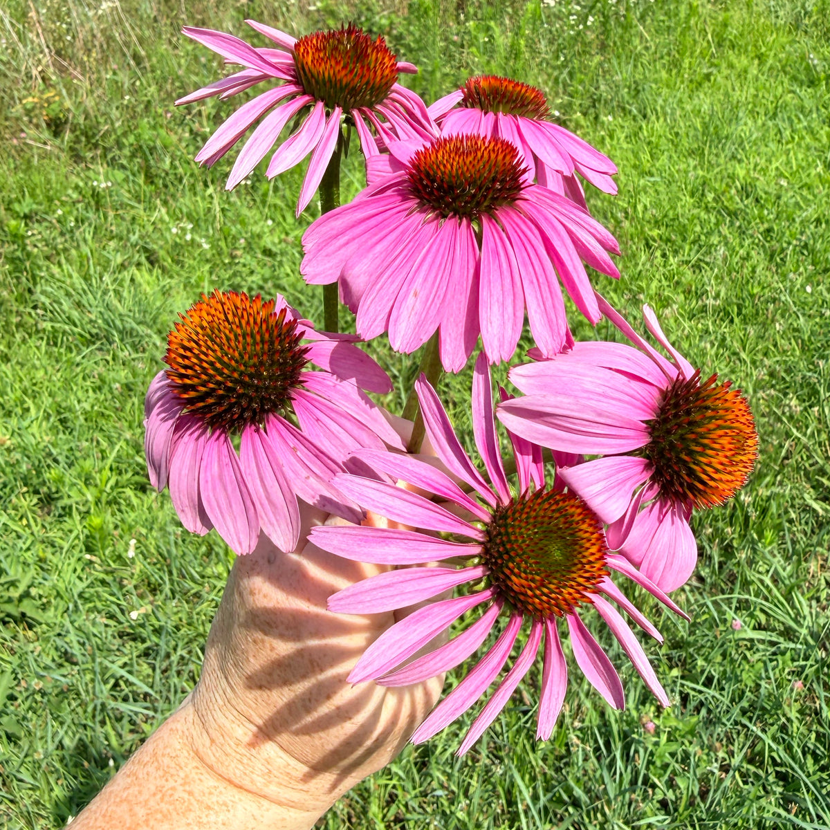 Bright pink Echinacea flowers from Hudson Valley Seed Co. with tall stems and daisy-like petals in a garden setting.