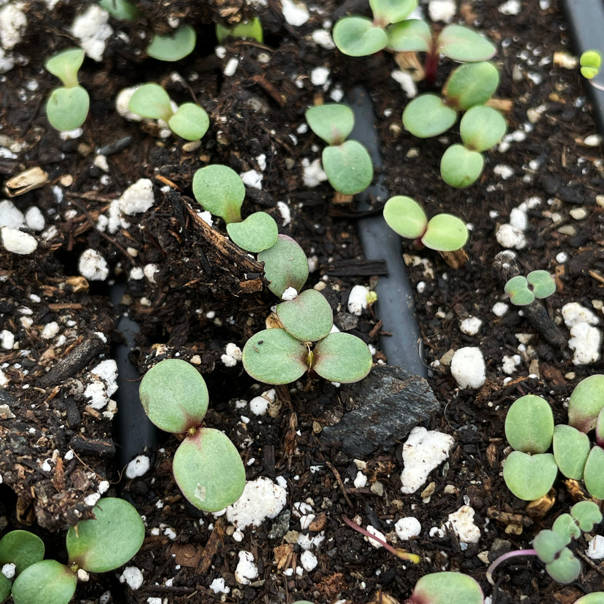 Healthy Echinacea flower seedlings from Hudson Valley Seed Co., showcasing vibrant green leaves and emerging flower buds.