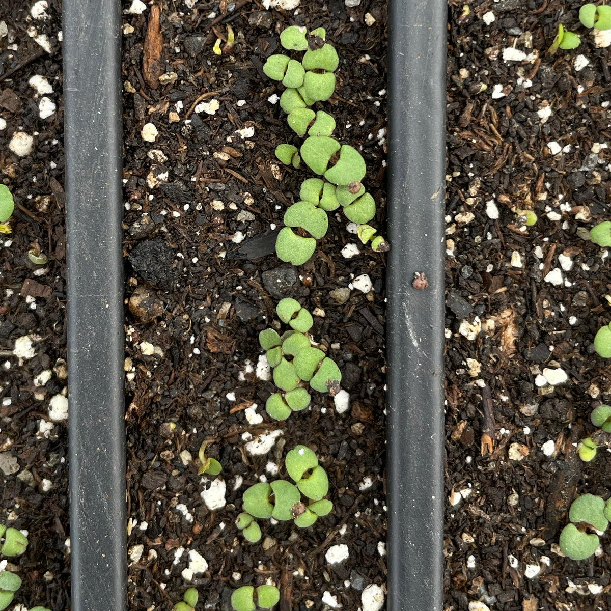 Healthy English thyme seedlings from Hudson Valley Seed Co. with vibrant green leaves, ready for planting in herb gardens.