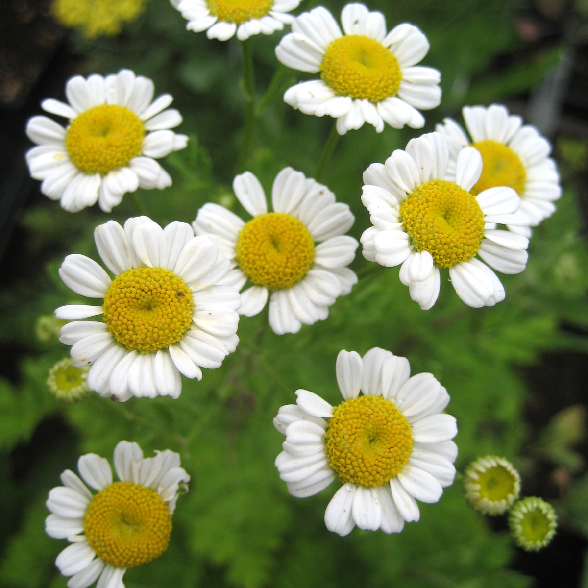 Fresh feverfew flowers from Hudson Valley Seed Co., showcasing delicate white blooms with green foliage.