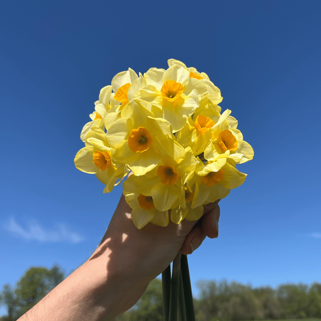 Fragrant Narcissus flowers from Hudson Valley Seed Co. in a long-lasting floral mixture display, showcasing bright yellow blooms.