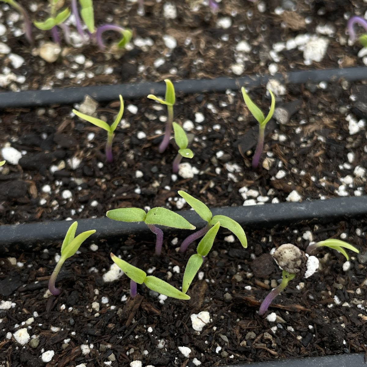 Ghost pepper seedlings, vibrant green vegetable plants ready for planting, from unknown brand, shown in a garden setting.