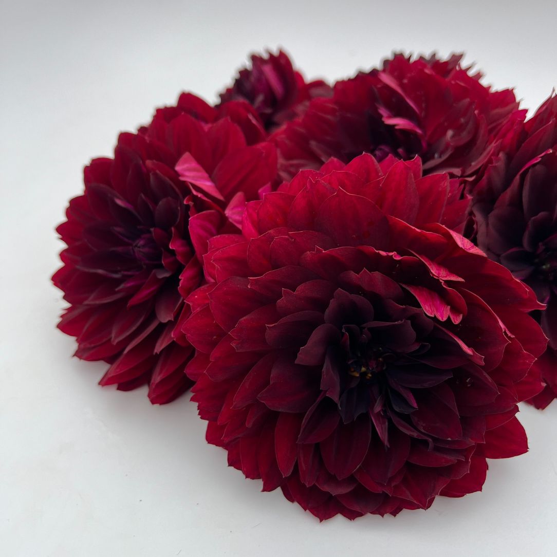 Black Widow Dahlia flower tuber from Hudson Valley Seed Co. with vibrant blooms and lush green foliage.