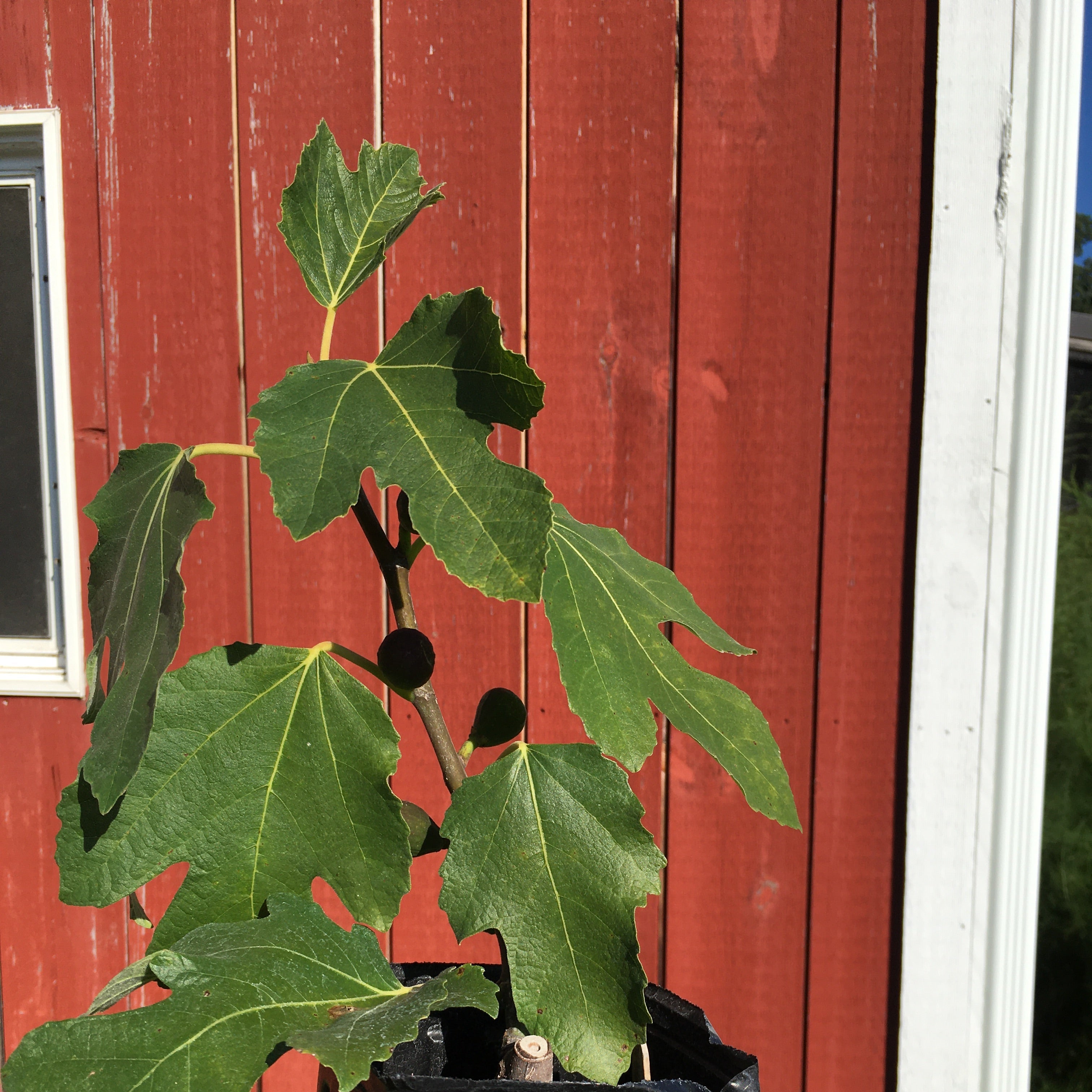 Violette de Bordeaux Fig Tree