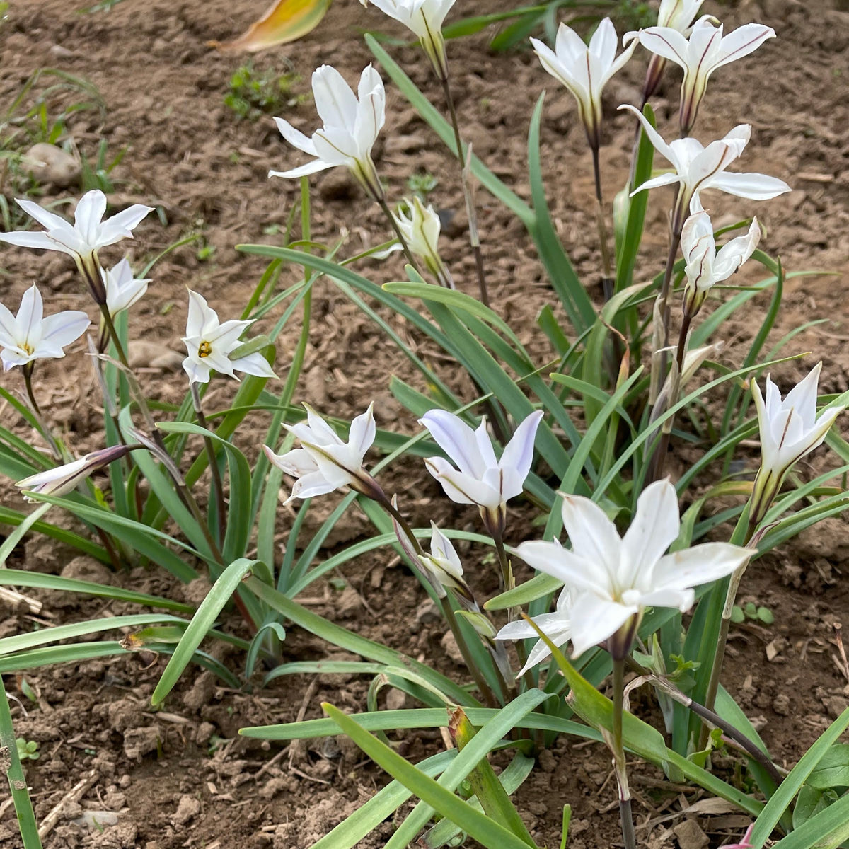 Cluster of Ipheion uniflorum &