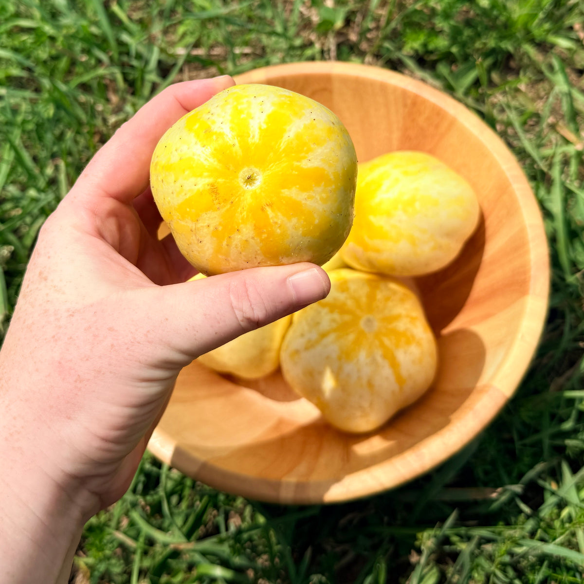 Fresh lemon cucumber vegetable from Hudson Valley Seed Co. with bright yellow and green striped skin, sliced to show crisp interior.