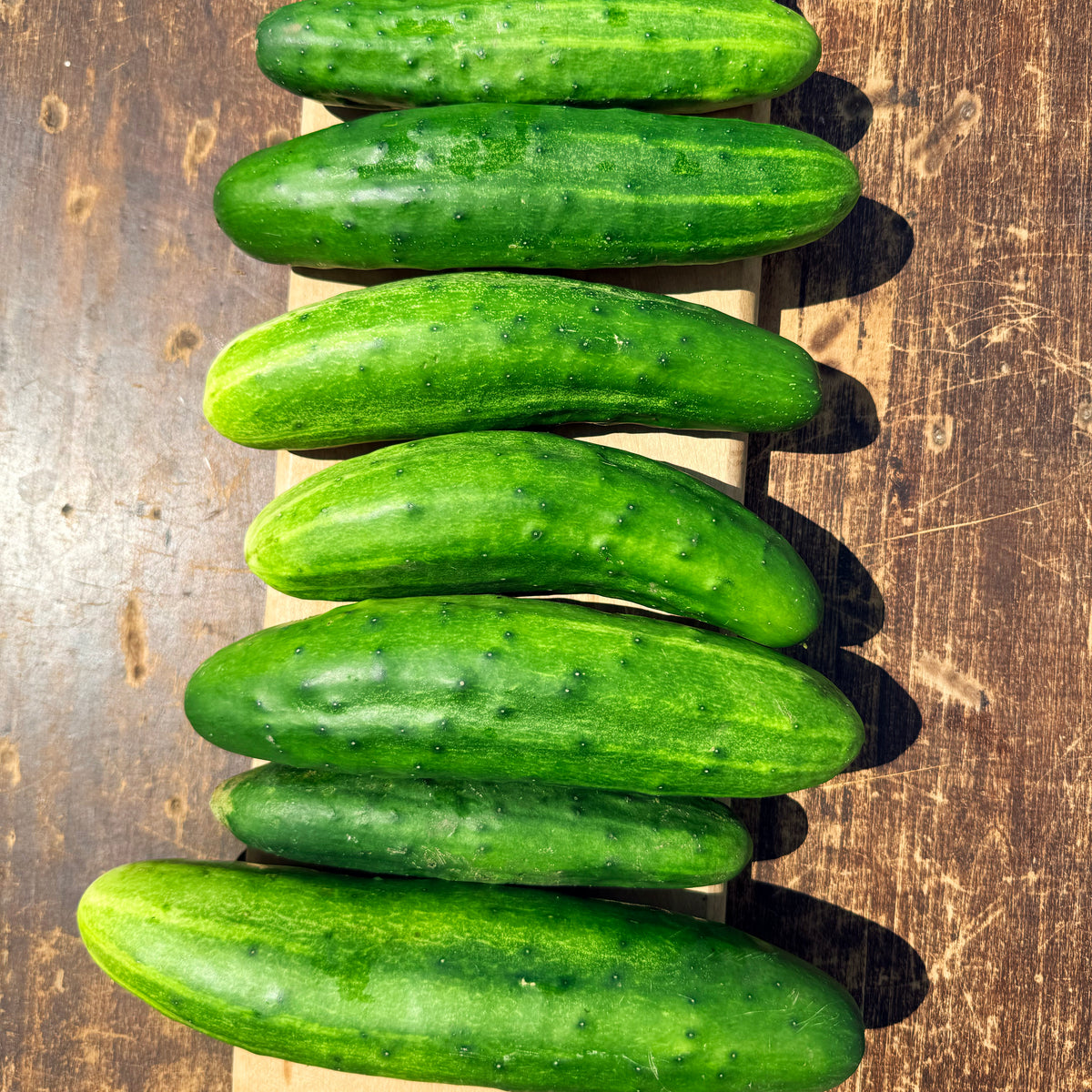 Fresh Marketmore 76 cucumber from Hudson Valley Seed Co., showcasing elongated green vegetables with smooth skin.