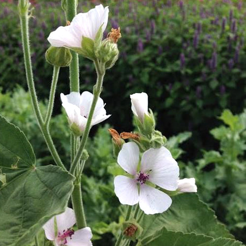 Colorful marshmallow flowers from Hudson Valley Seed Co. with soft, fluffy petals and vibrant hues, ideal for garden decoration.