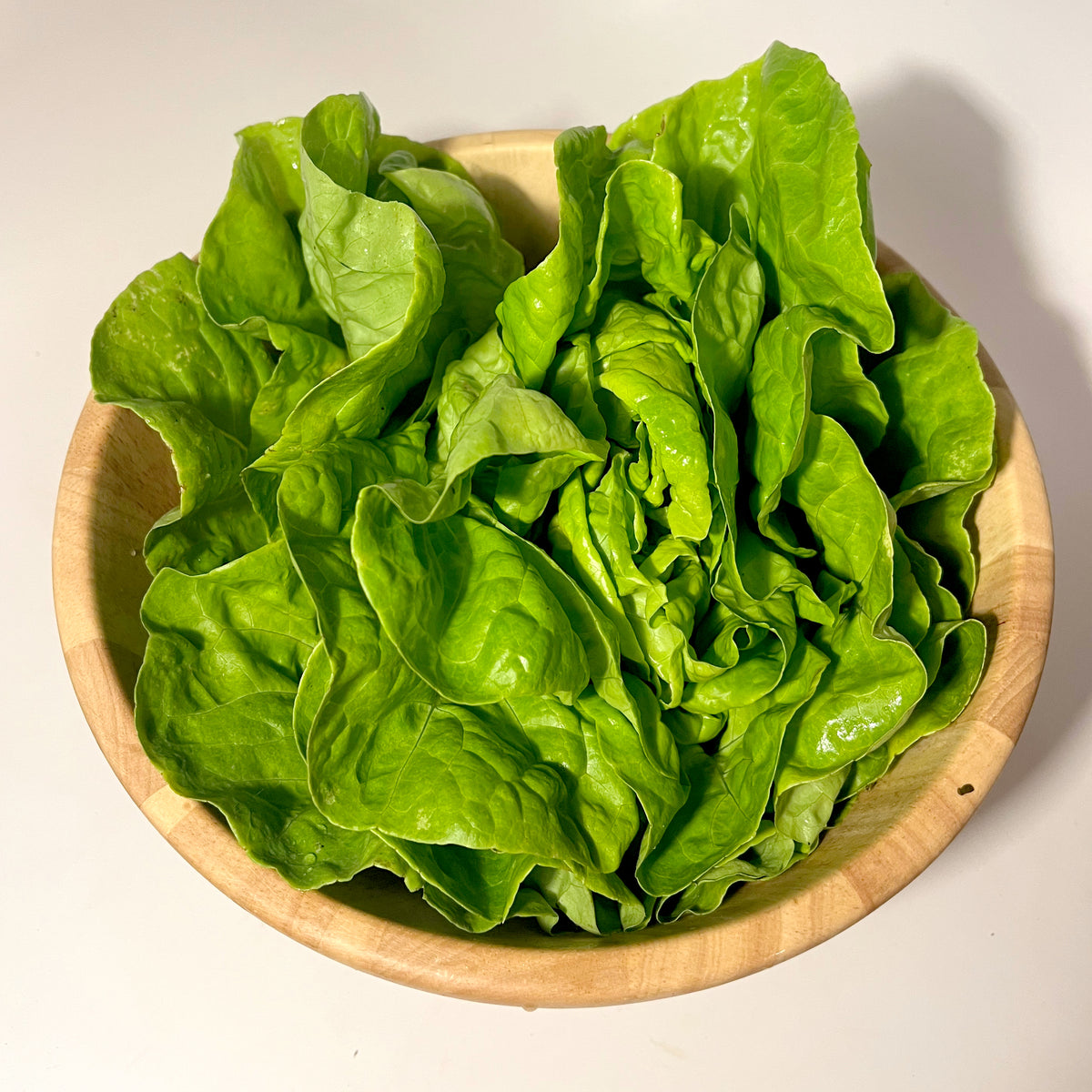 Fresh North Pole Lettuce vegetable, grown by Hudson Valley Seed Co., with vibrant green leaves and crisp texture.