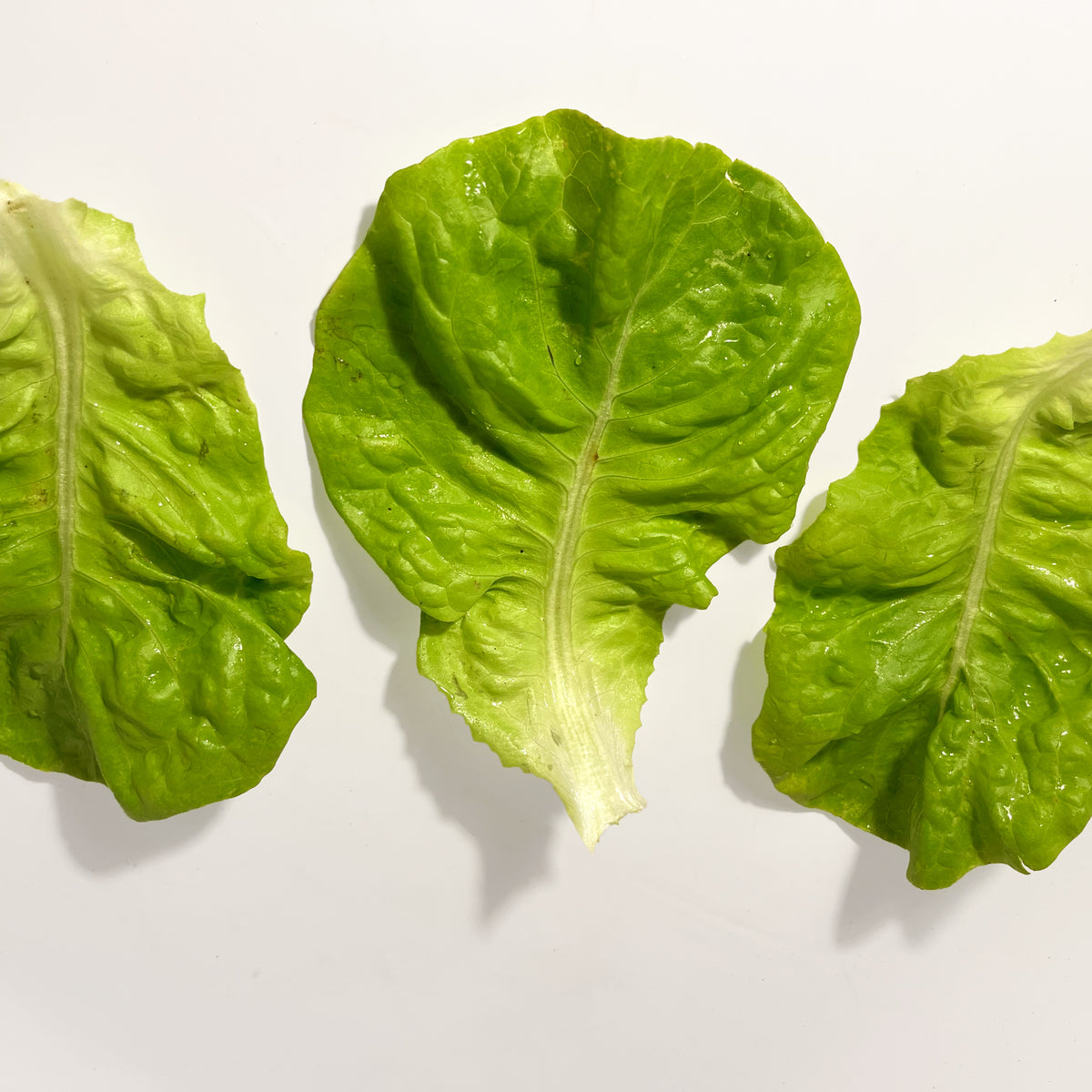 Fresh North Pole Lettuce from Hudson Valley Seed Co. showcasing crisp, vibrant green leaves in a vegetable display.