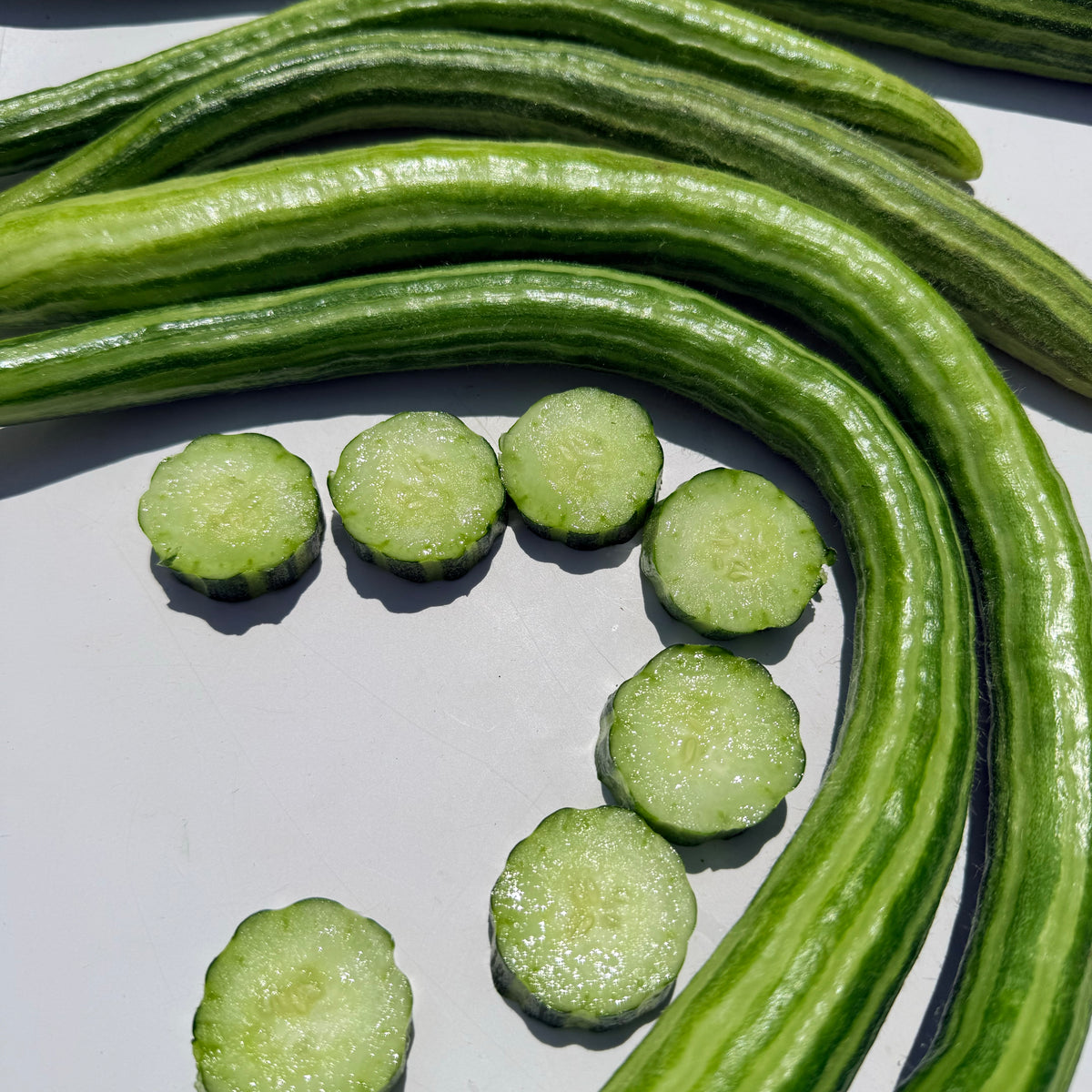 Painted Serpent cucumber vegetable by Hudson Valley Seed Co., vibrant green cucumber with unique painted pattern on skin.