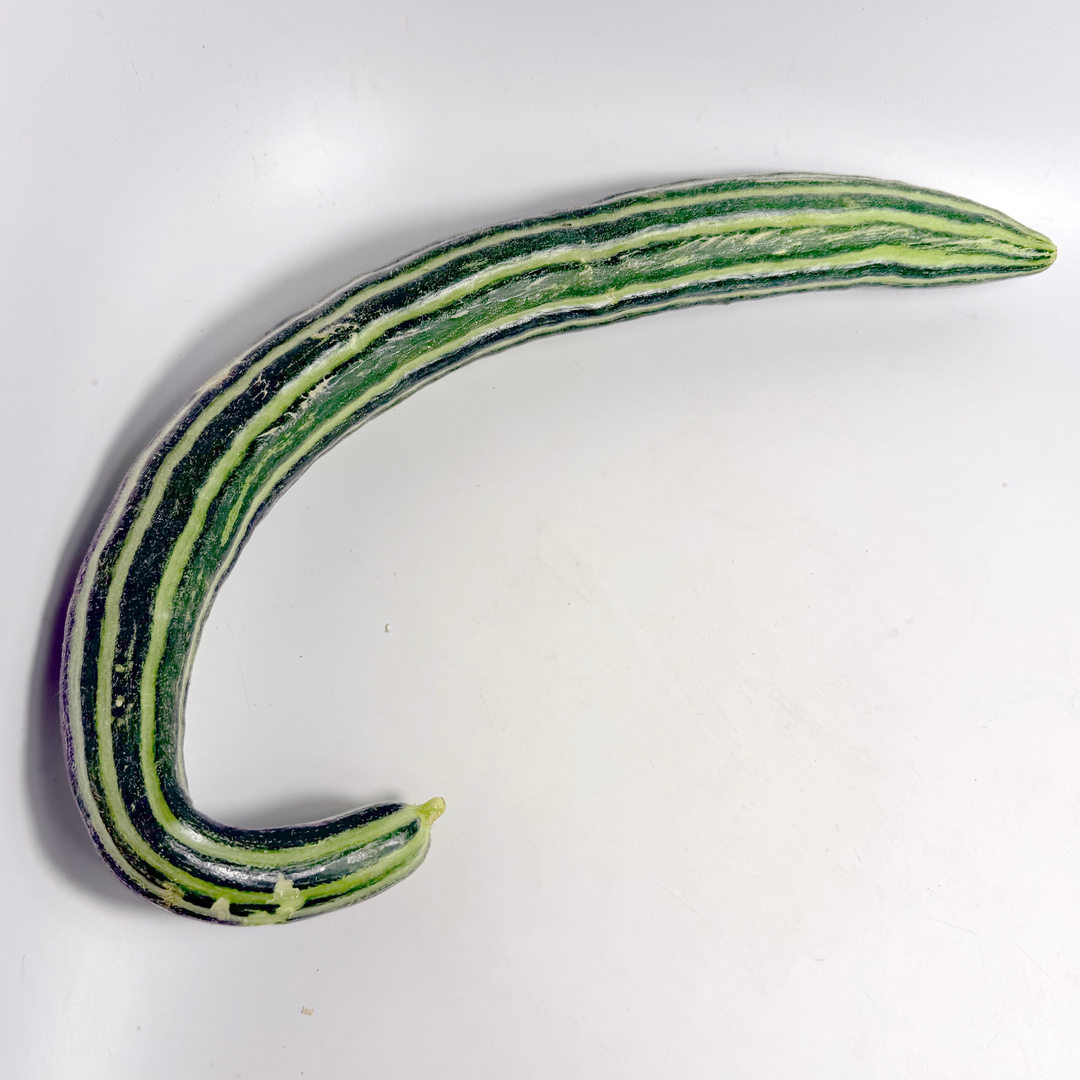 Painted Serpent Cucumber