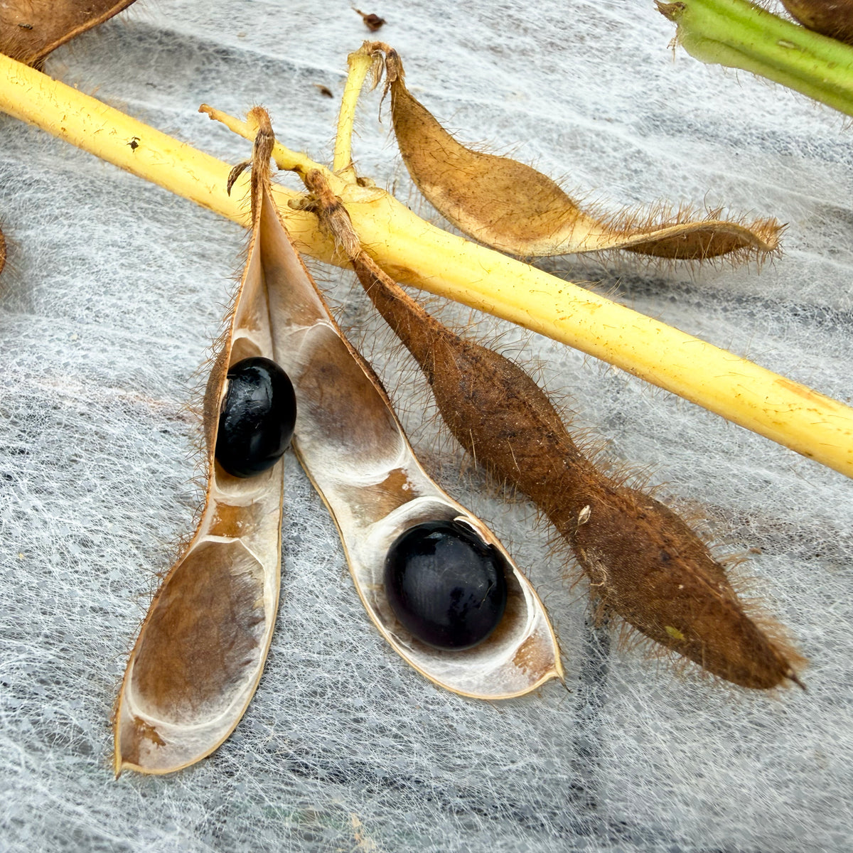 Fresh Panther Edamame Soybeans from Hudson Valley Seed Co., vibrant green soybeans in a bowl, ready to eat.
