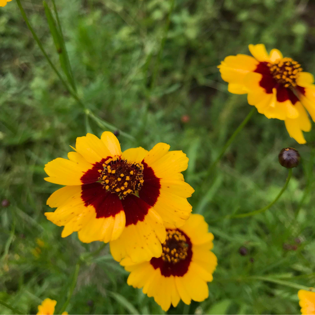 Plains Coreopsis