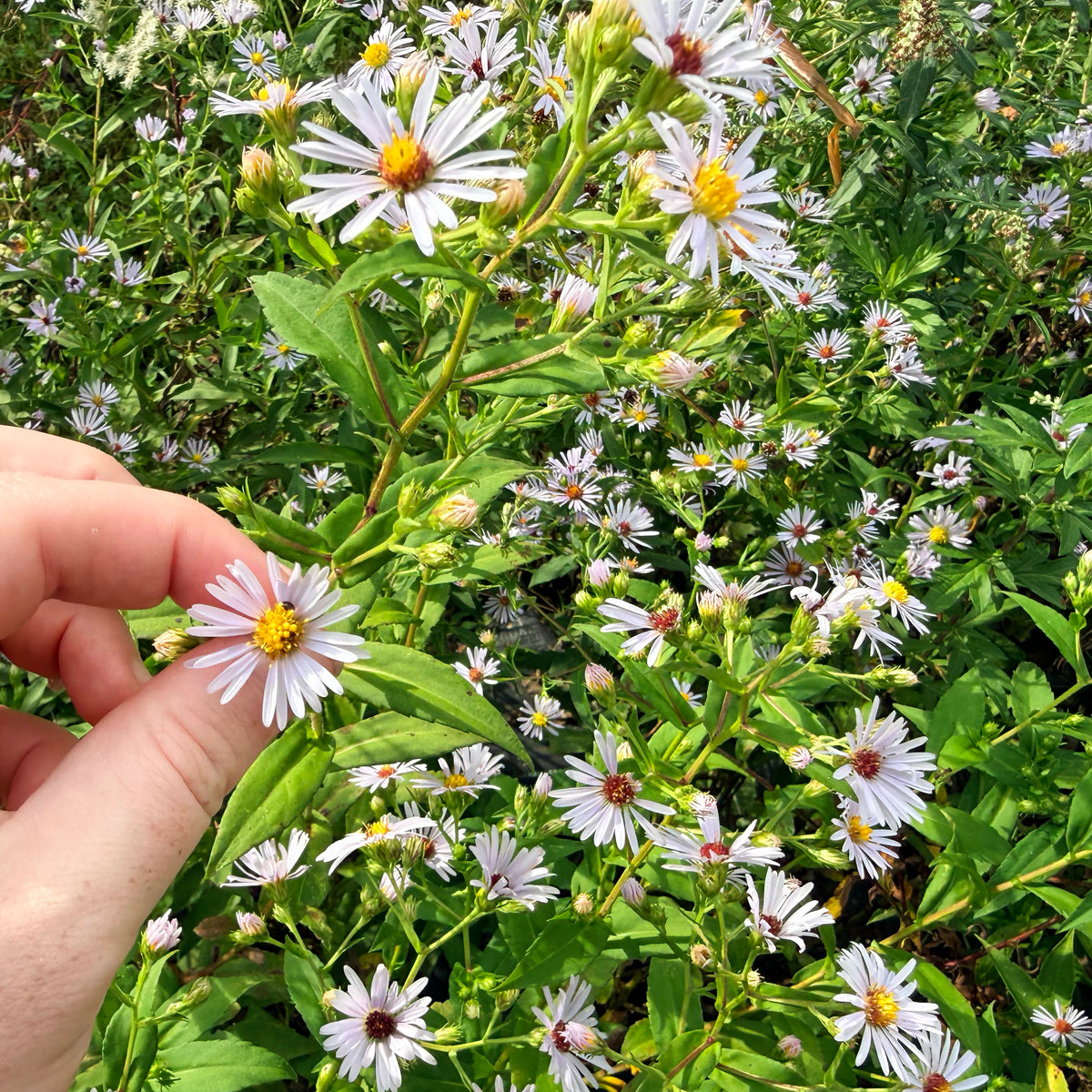 Purple-stem aster flower from Hudson Valley Seed Co., showcasing vibrant purple petals and green foliage.