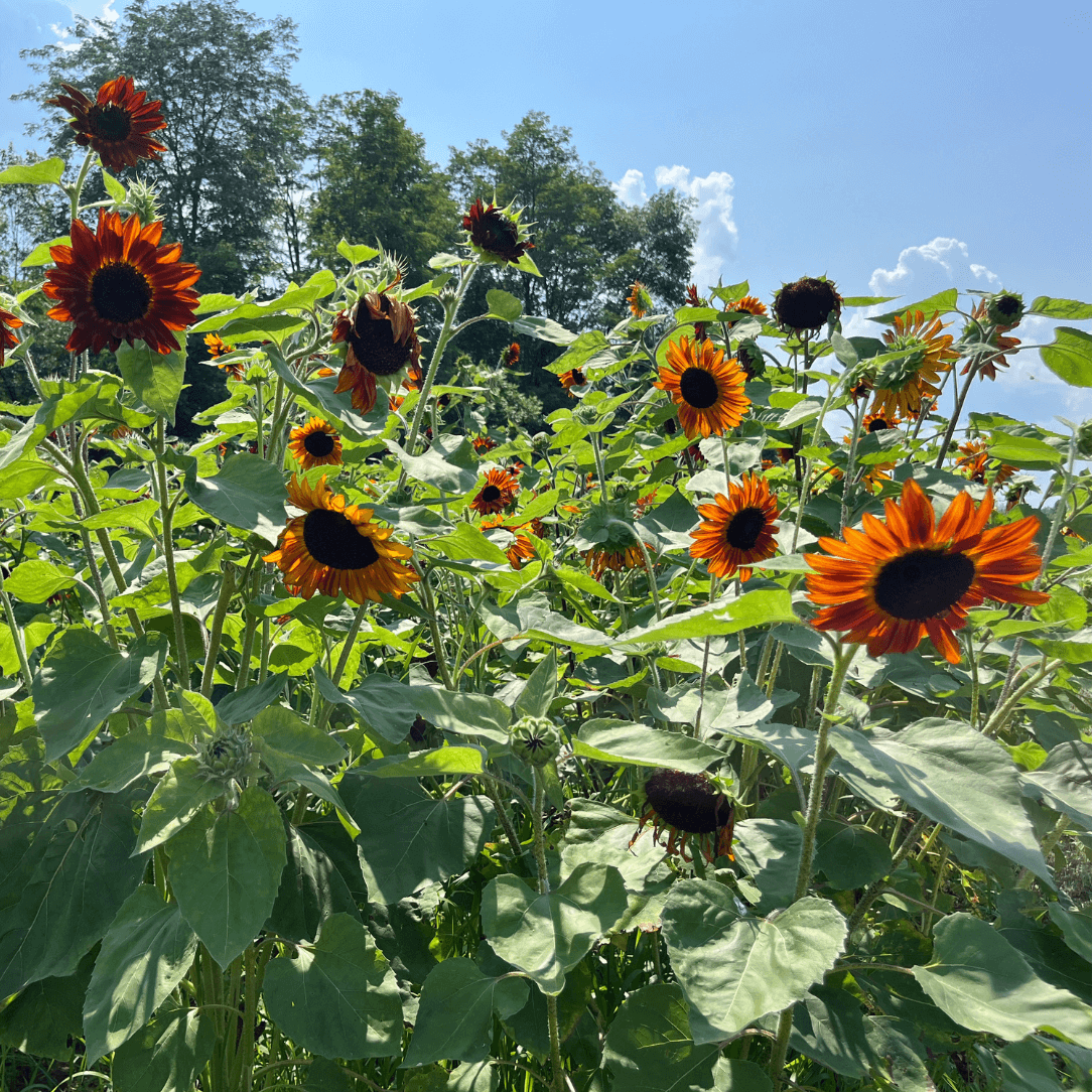 Velvet Queen sunflower flower from Hudson Valley Seed Co. showcasing large, velvety petals and vibrant yellow color.