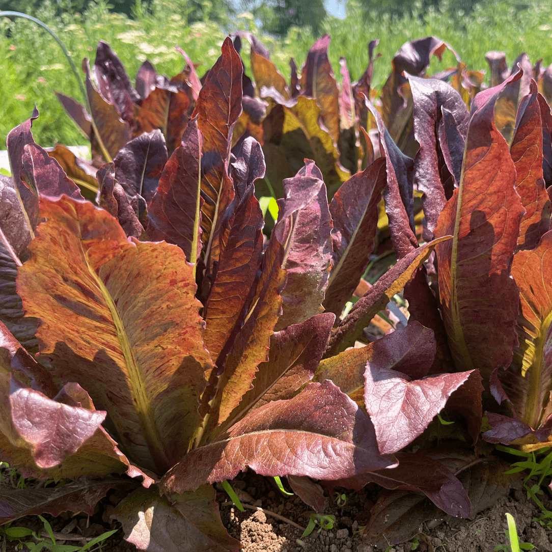 Fresh Really Red Deer Tongue Lettuce from Hudson Valley Seed Co., showcasing vibrant red leaves and elongated shape.