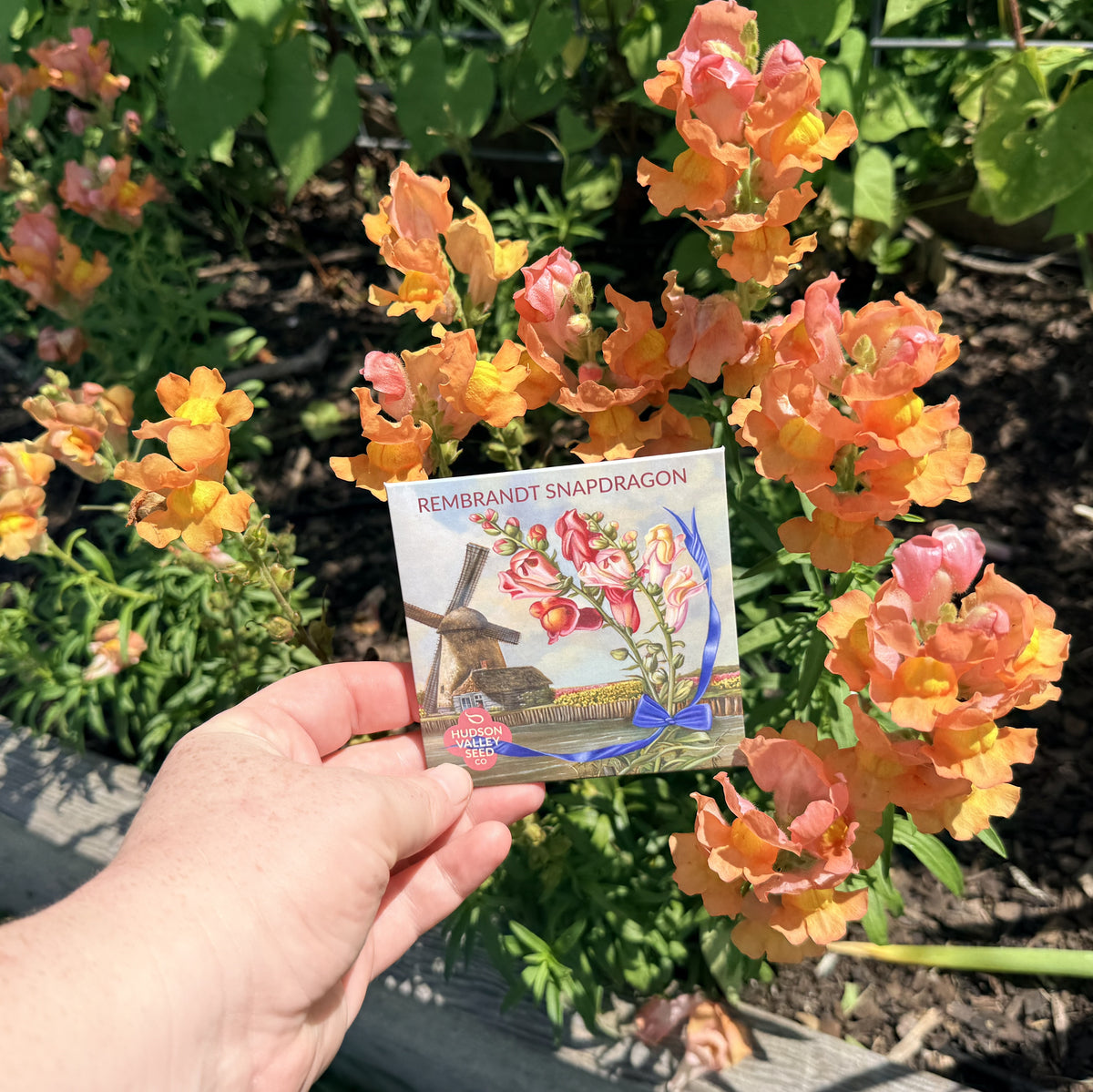 Bright Rembrandt Snapdragon flowers from Hudson Valley Seed Co. showcasing vibrant, colorful blooms in a natural garden setting.