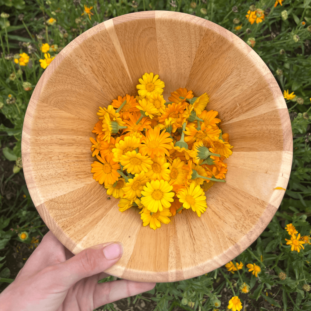 Close-up of golden Calendula flowers with resin-like texture, showcasing vibrant petals from Hudson Valley Seed Co.