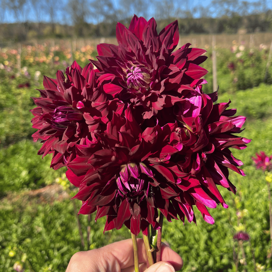 Ripples Dahlia tuber from Hudson Valley Seed Co. showcasing vibrant, rippled flower pattern and lush foliage.