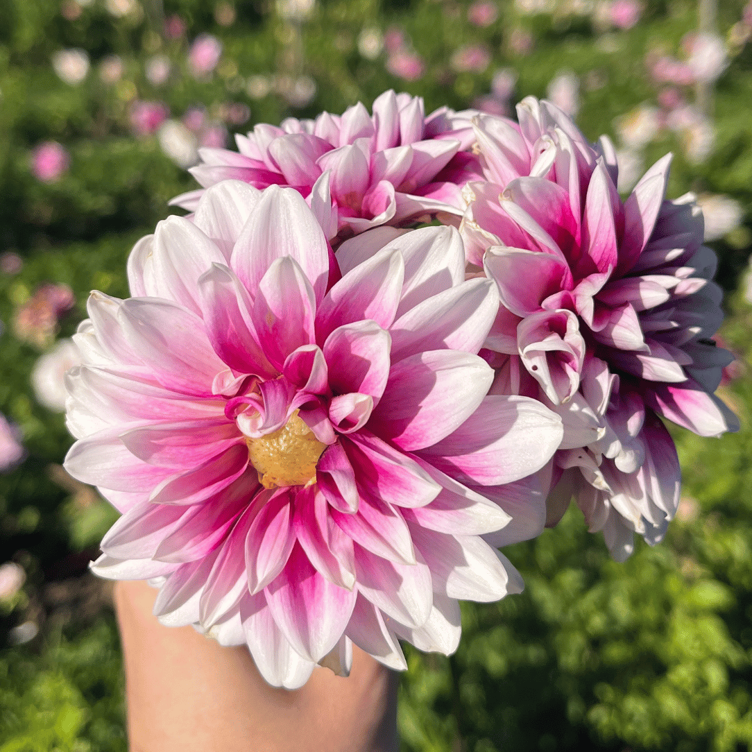 Ryan C Dahlia Tuber