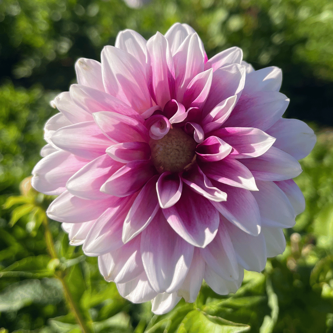 Ryan C Dahlia Tuber