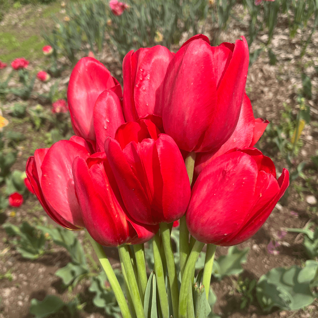 Bright red tulip flower from the Sky High Scarlet variety, showcasing vibrant petals and lush green leaves.