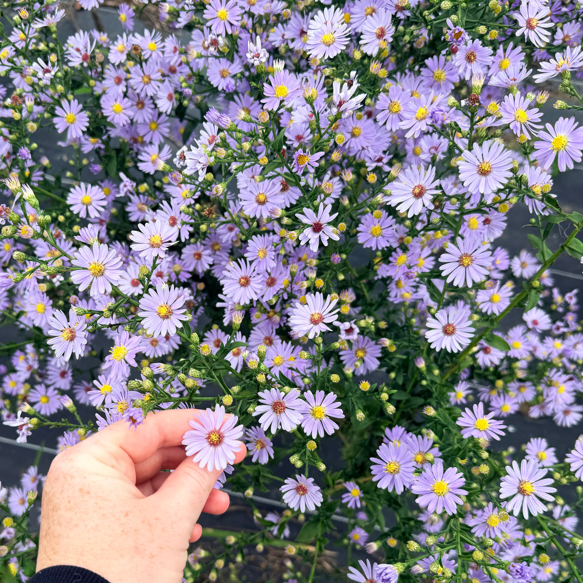 Close-up of Smooth Aster flowers from Hudson Valley Seed Co., showing vibrant purple-blue blooms and green foliage.