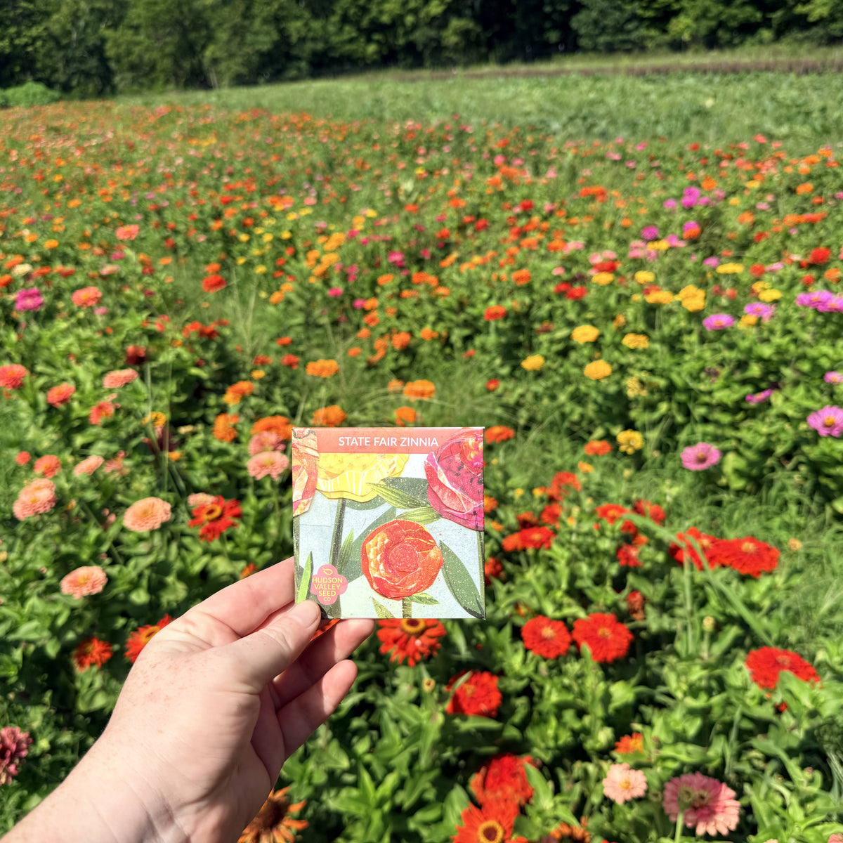 Bright State Fair Zinnia flower seedlings by Hudson Valley Seed Co., showcasing vibrant, healthy flowers ready for planting.