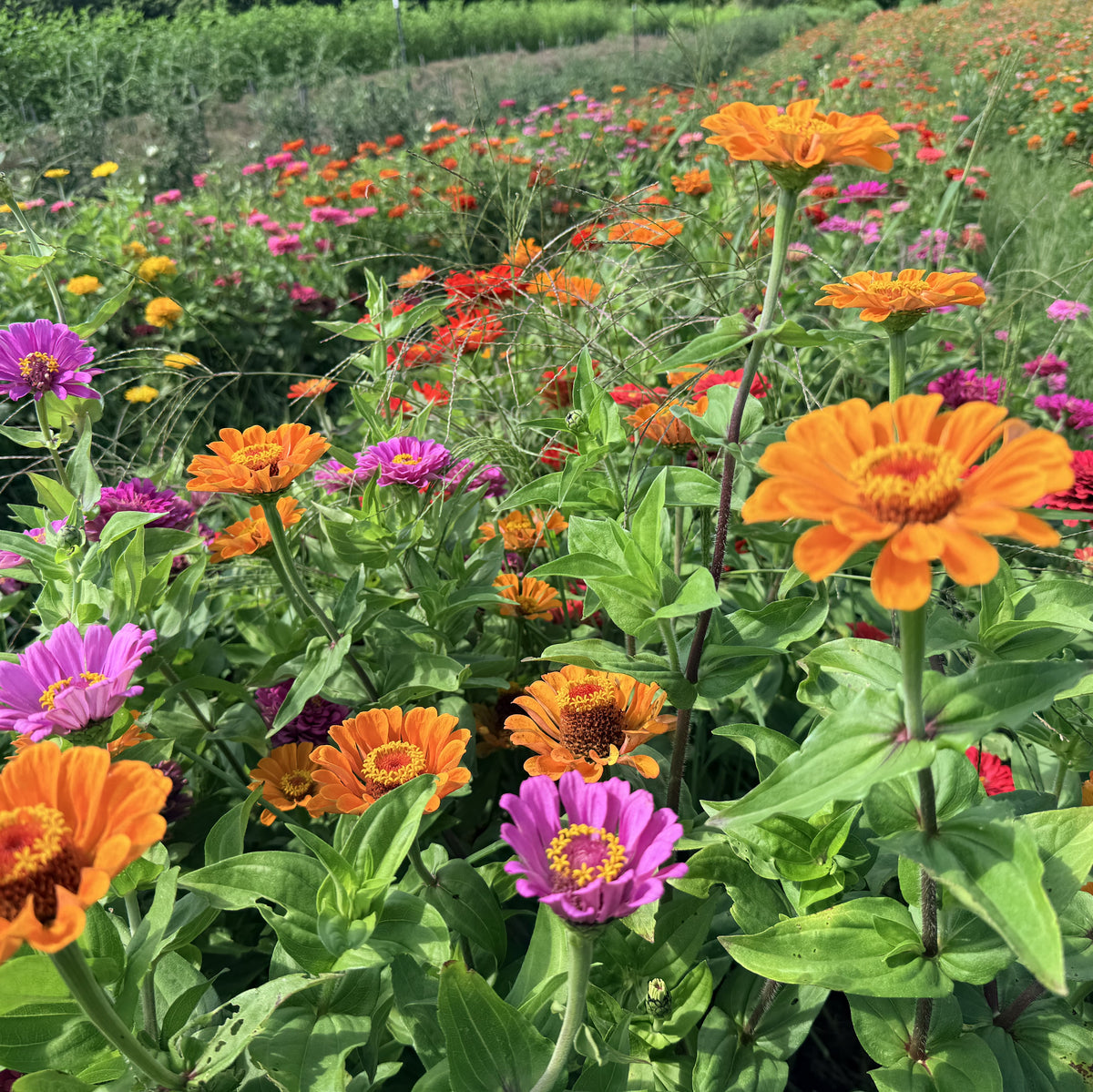 Bright State Fair Zinnia seedlings from Hudson Valley Seed Co. ready for planting, showcasing vibrant, healthy flower sprouts.