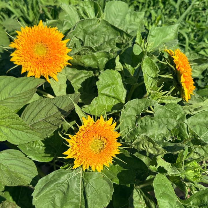 Close-up of a Teddy Bear Sunflower from Hudson Valley Seed Co., showcasing its large, vibrant yellow petals and distinctive brown center.