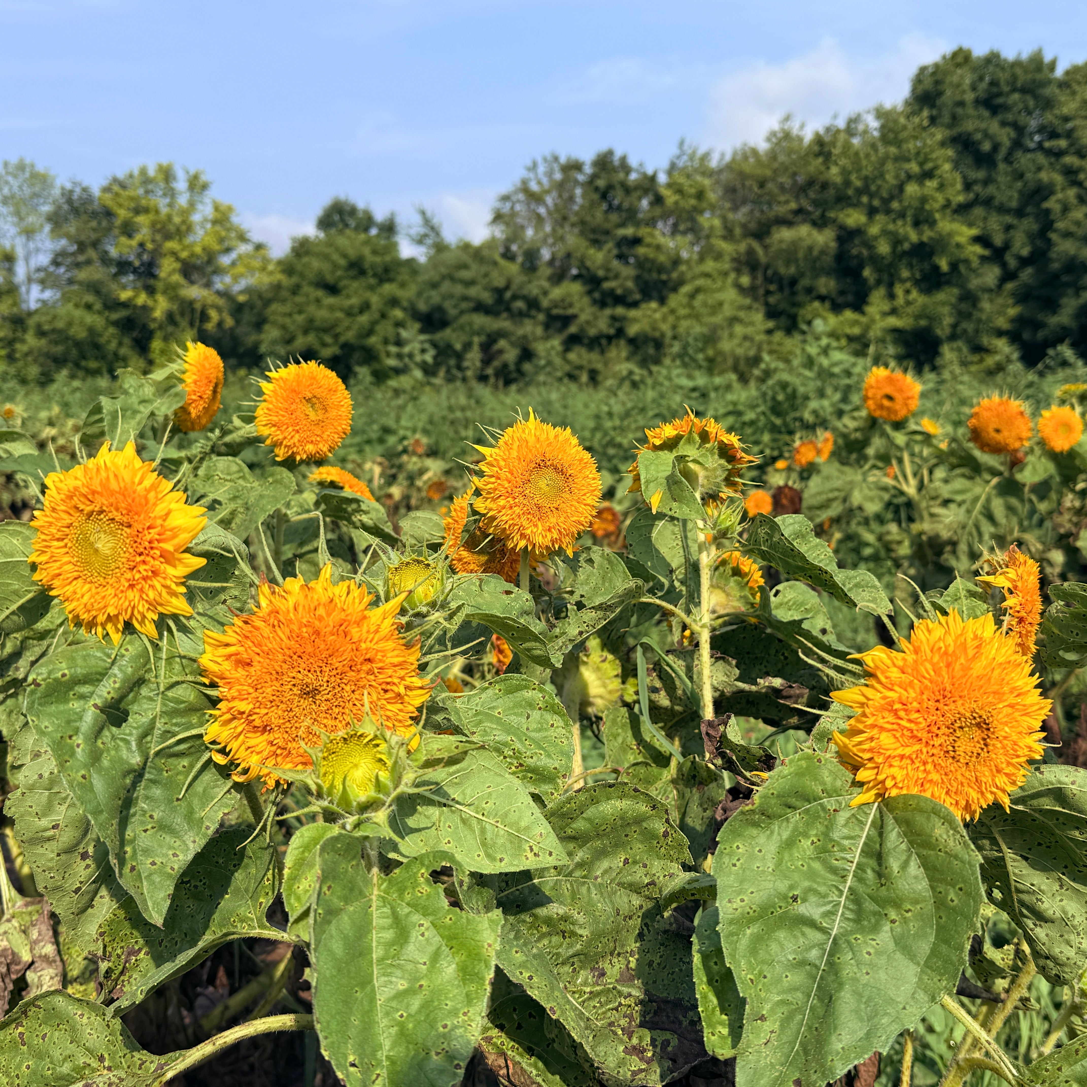 Bright sunflower with a teddy bear shape, featuring vibrant yellow petals and green leaves, from Hudson Valley Seed Co.