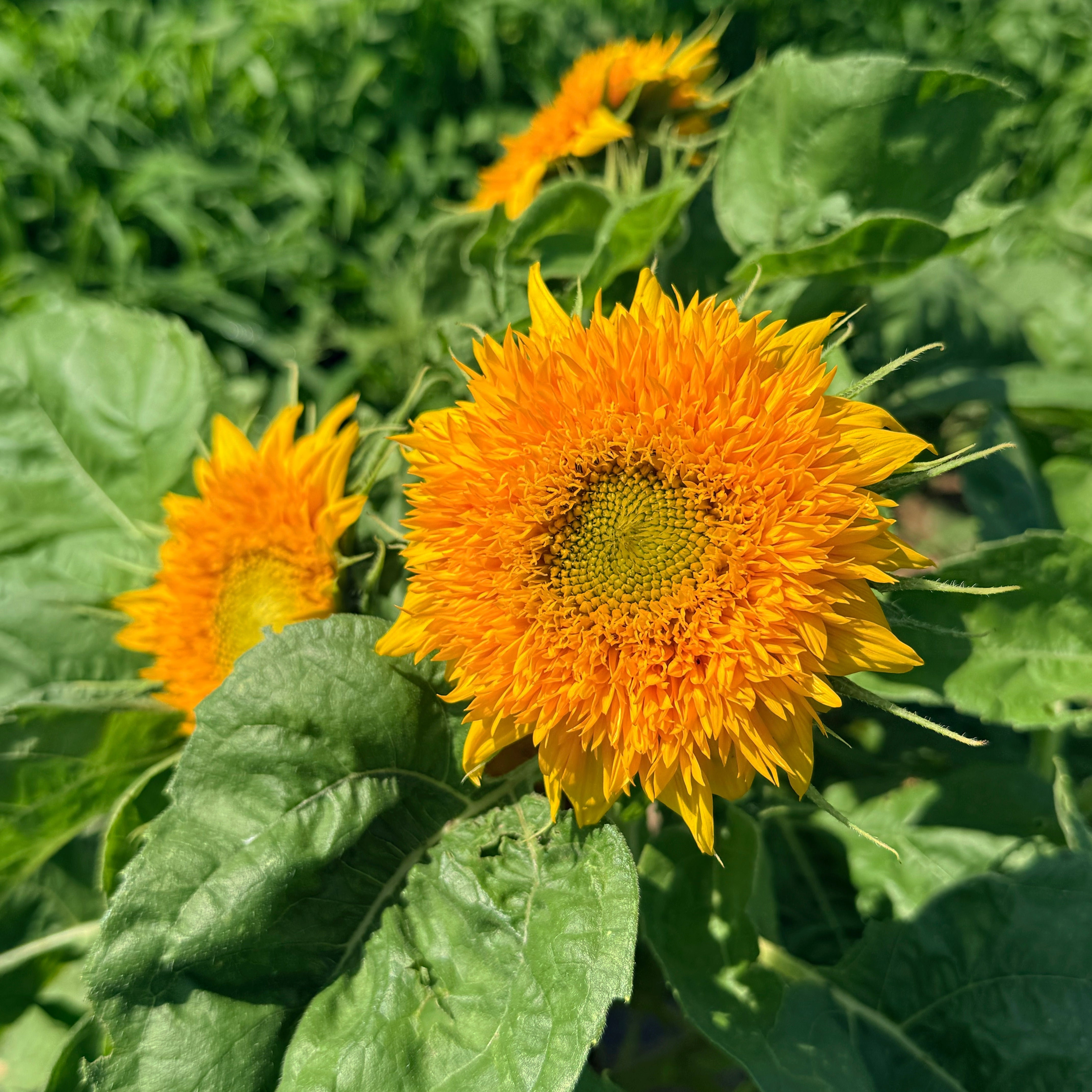 Bright Teddy Bear Sunflower flower from Hudson Valley Seed Co., showcasing vibrant yellow petals and a large brown center.