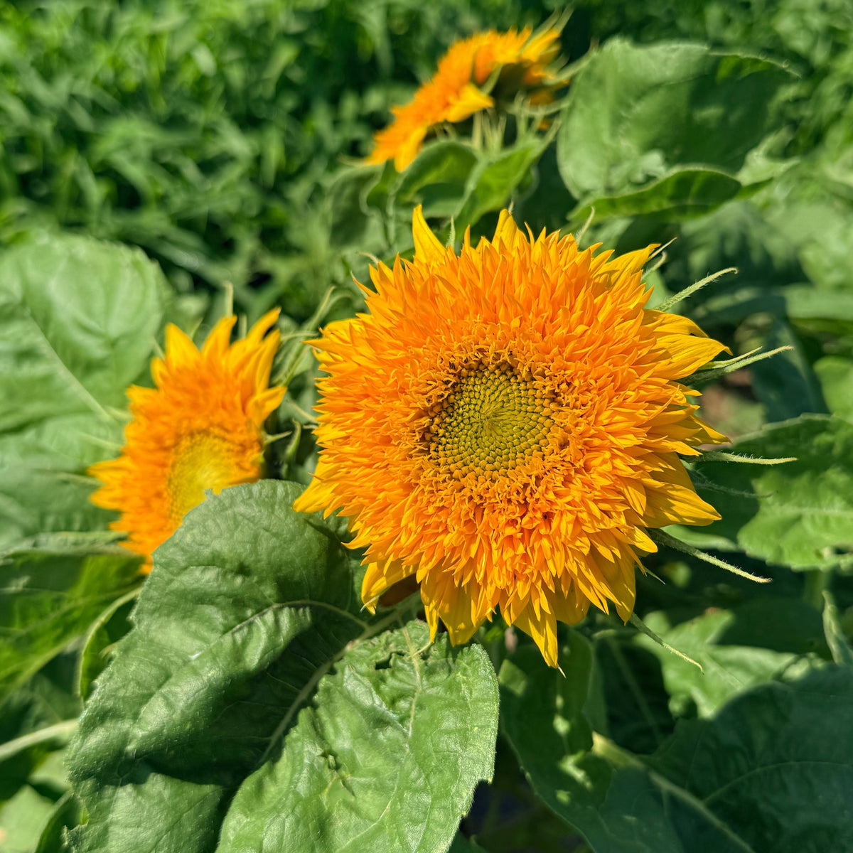 Bright Teddy Bear Sunflower flower from Hudson Valley Seed Co., showcasing vibrant yellow petals and a large brown center.