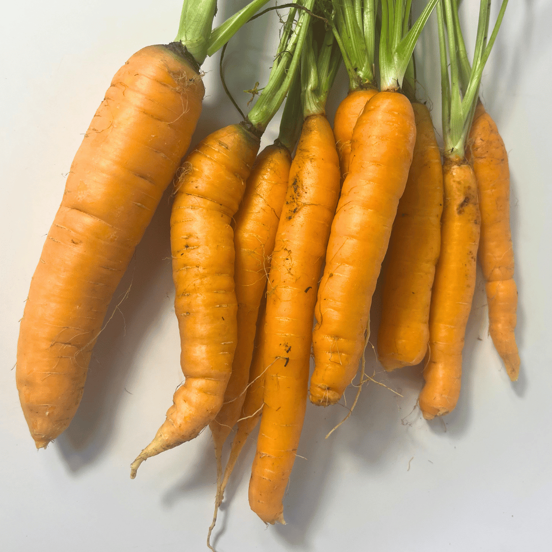 Fresh Tendersweet Carrot vegetable from Hudson Valley Seed Co., showing vibrant orange roots and green leafy tops.