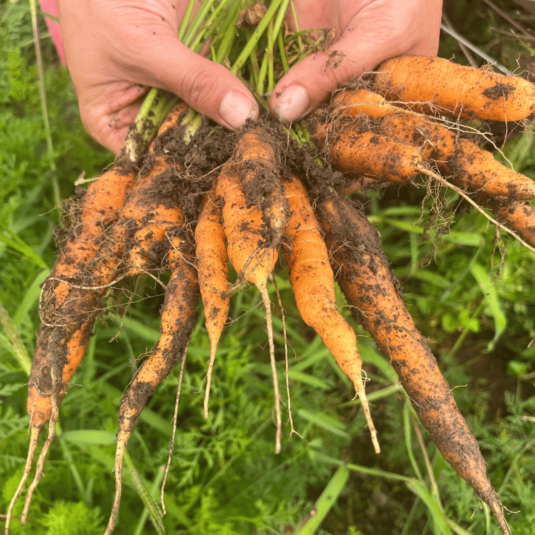 Fresh Tendersweet carrots from Hudson Valley Seed Co., showing vibrant orange vegetables with leafy green tops.