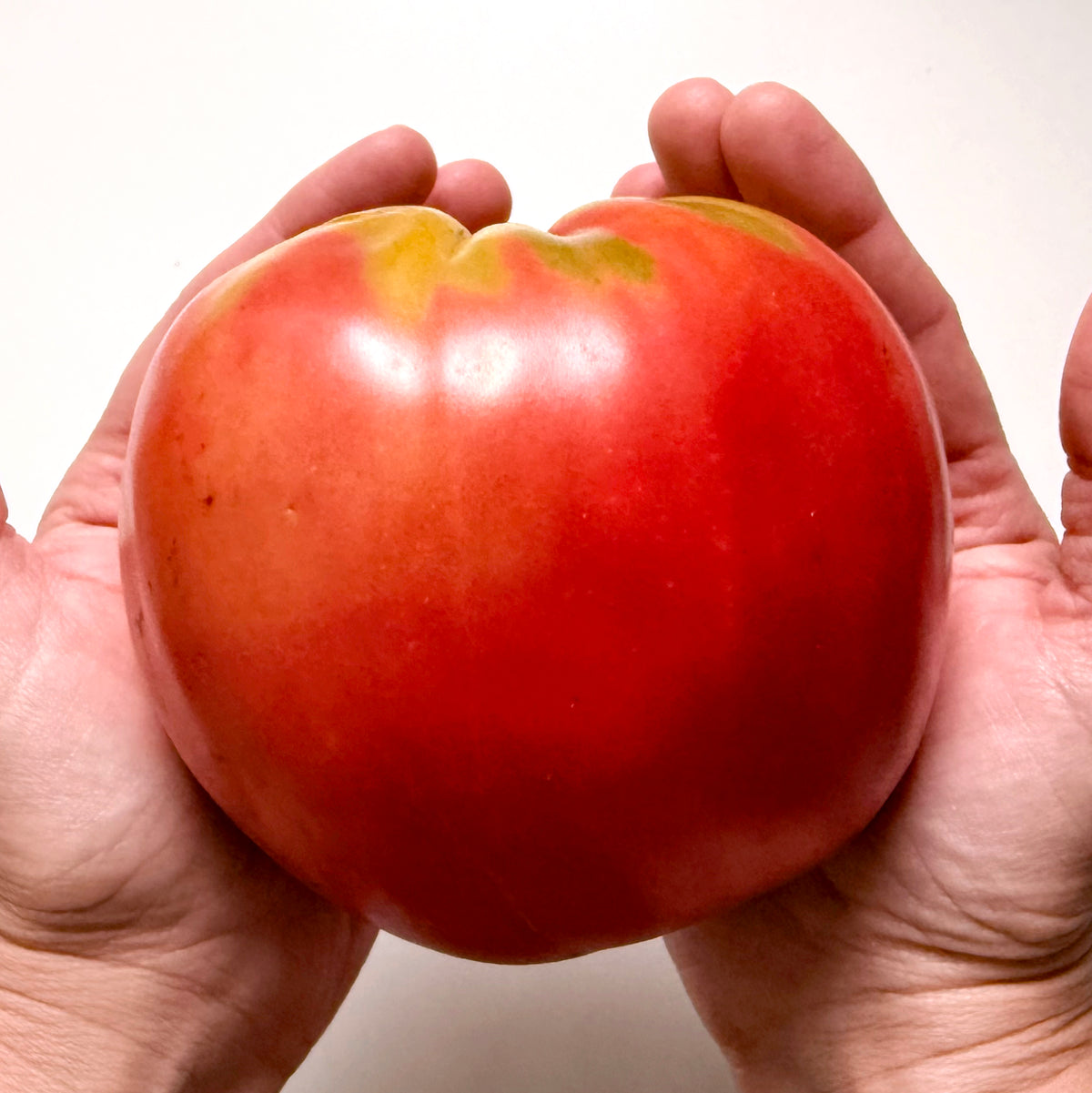 Fresh Upstate Oxheart tomato from Hudson Valley Seed Co. showcasing its large, heart-shaped red vegetable on the vine.