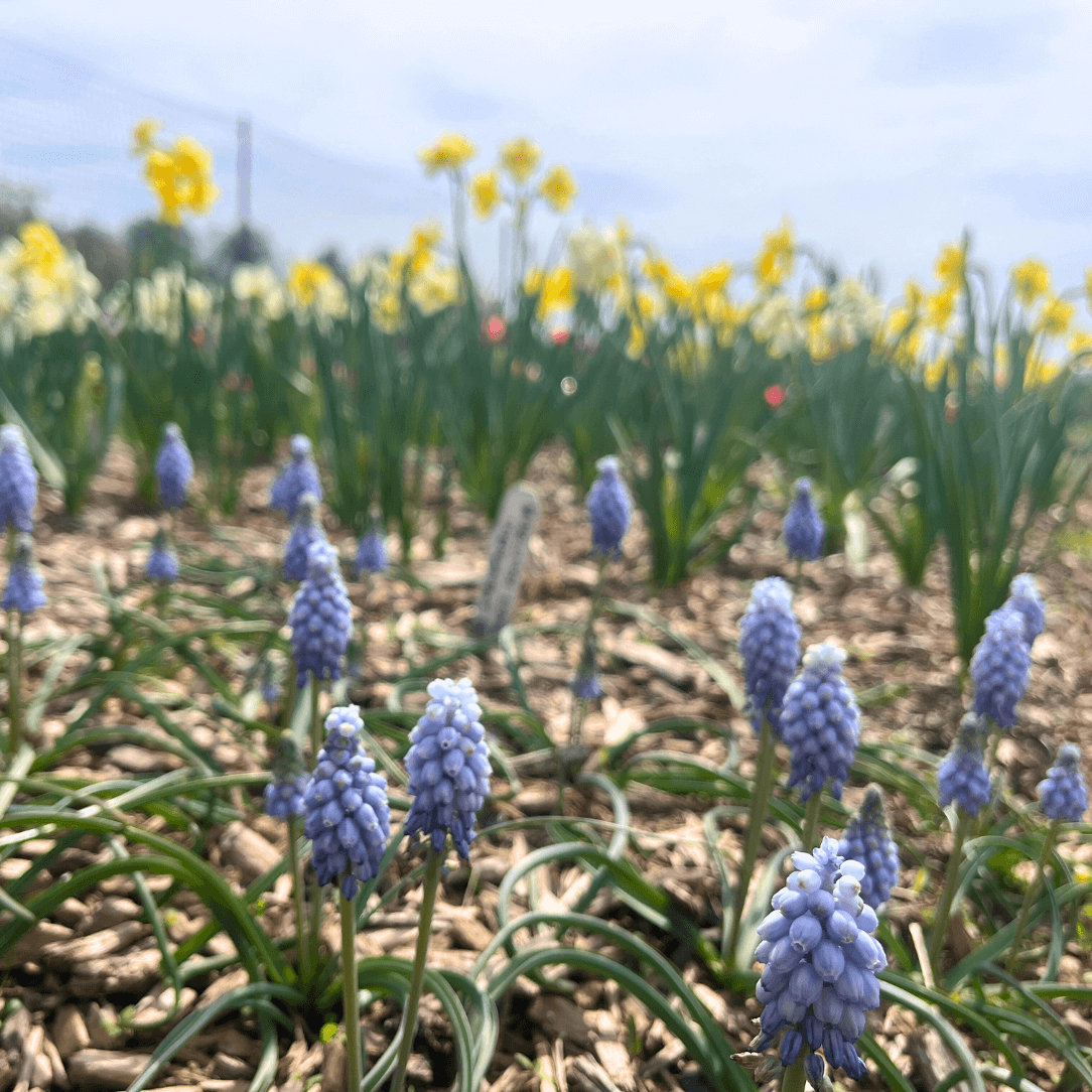 Bright Muscari neglectum &