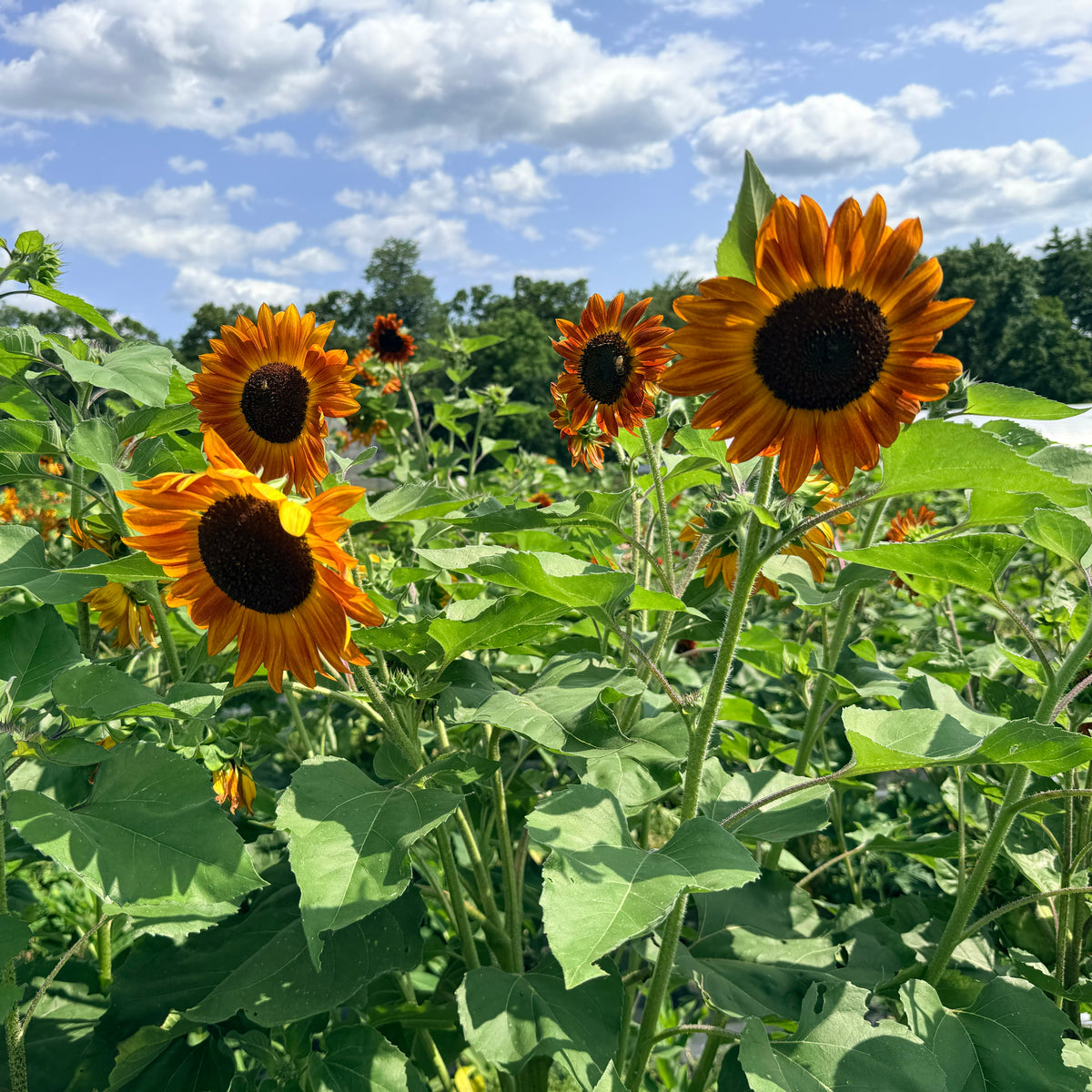 Bright Velvet Queen sunflower flower from Hudson Valley Seed Co. showcasing large yellow petals and dark center.