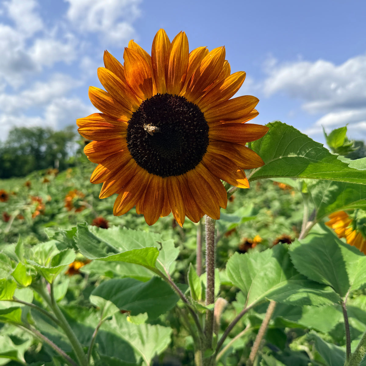 Bright Velvet Queen sunflower flower from Hudson Valley Seed Co. with large, velvety petals and a prominent central disk.
