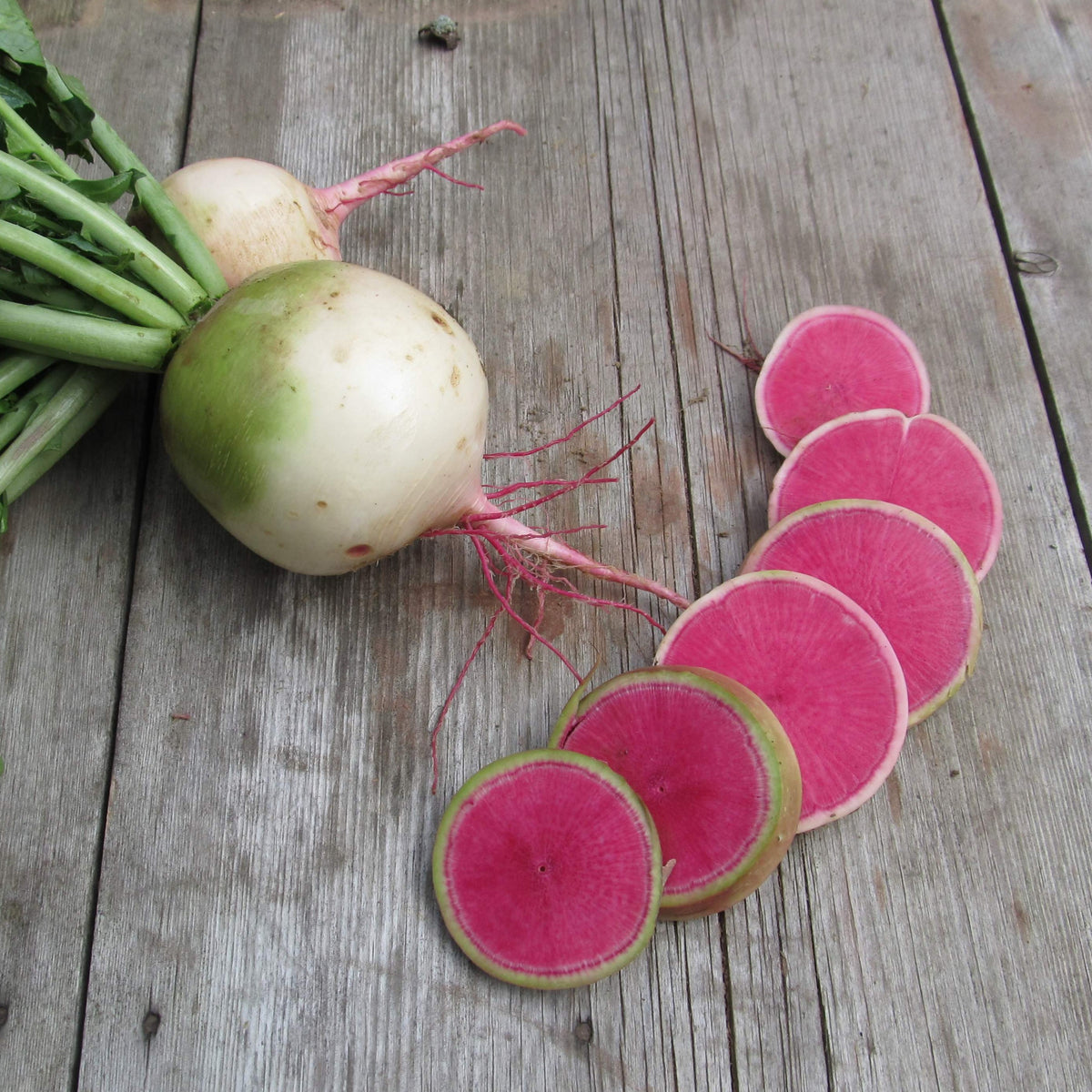 Fresh watermelon radish vegetable from Hudson Valley Seed Co., vibrant pink and white roots ready for slicing or salads.