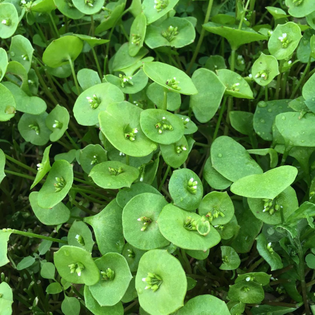 Winter Greens Mix