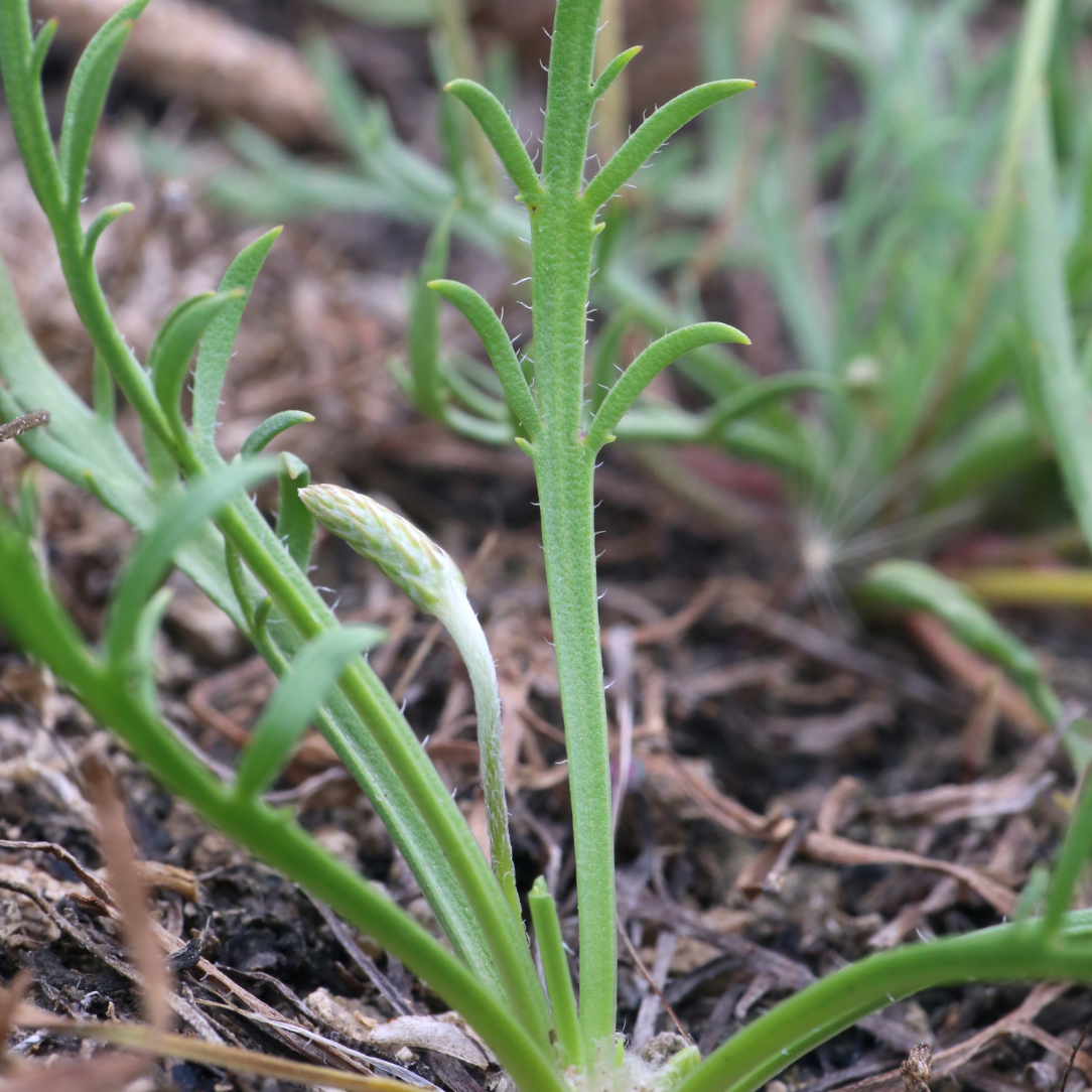 Winter Greens Mix