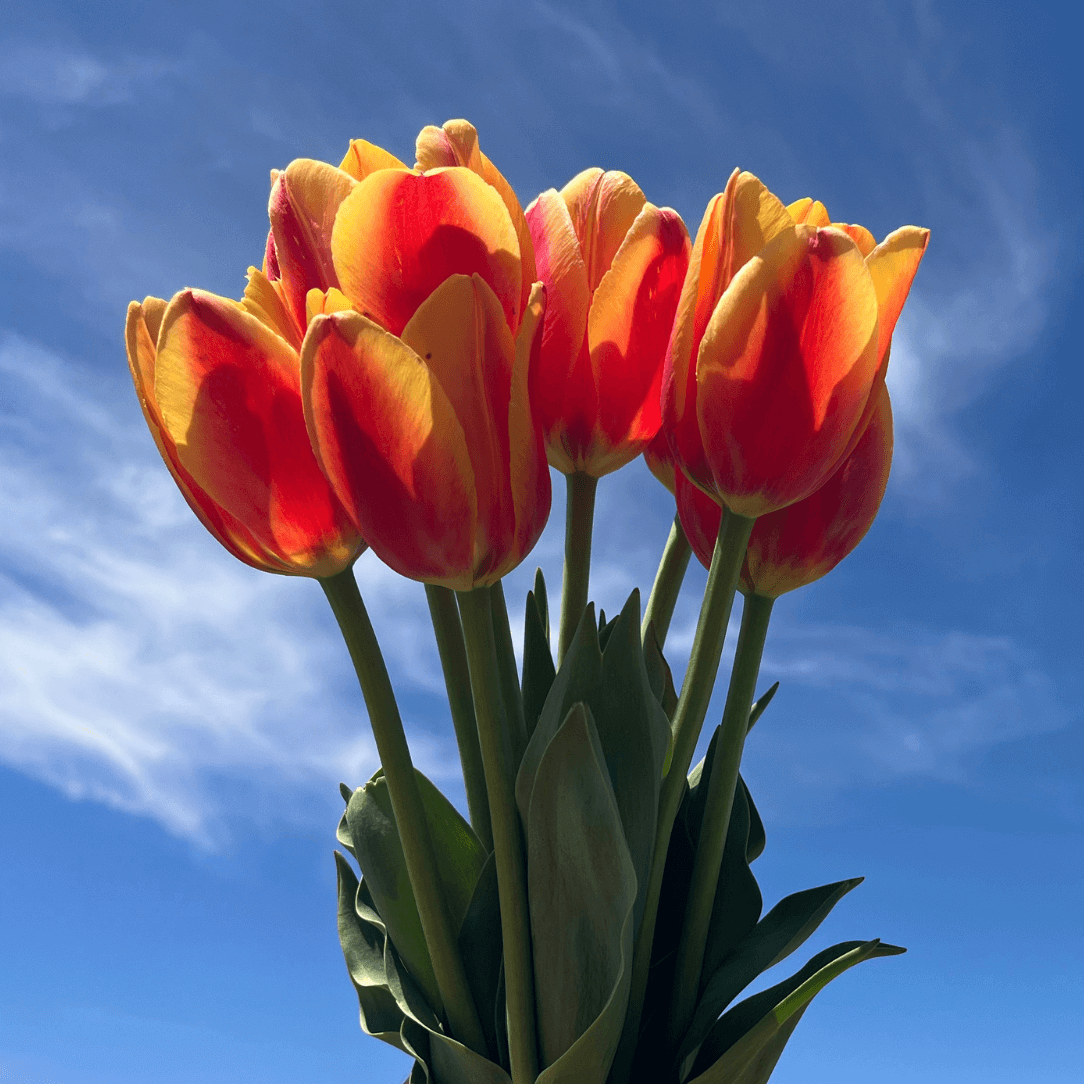 Bright tulip flower named Tulip &