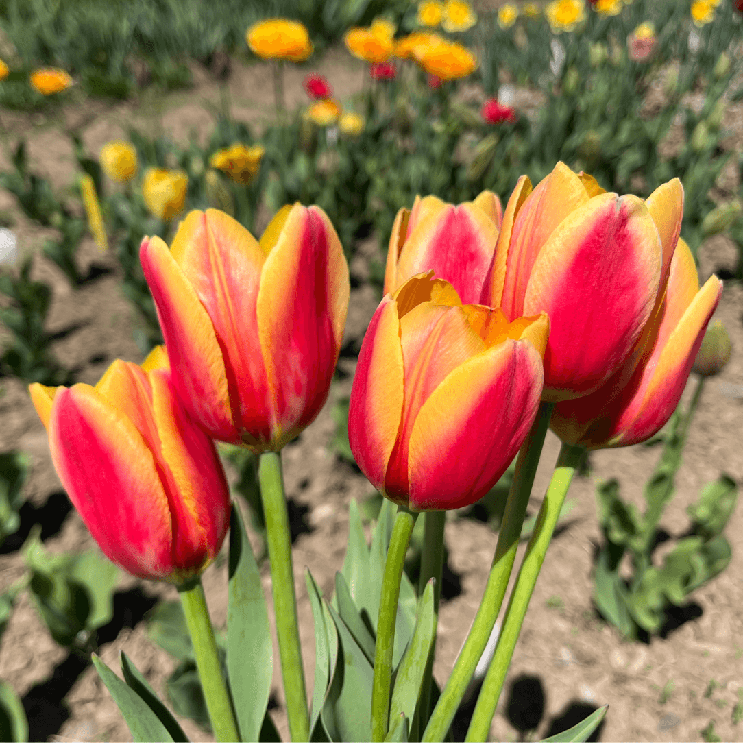 Close-up of vibrant Tulip &