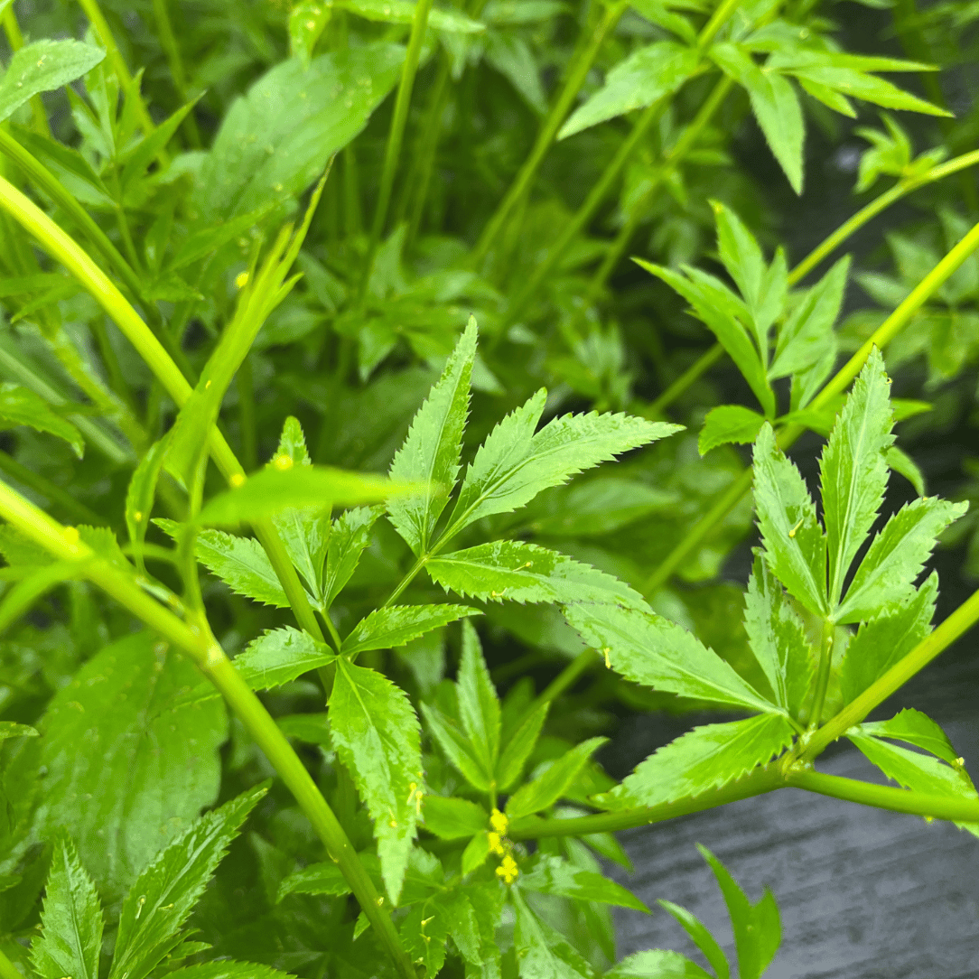 Golden Alexander - PollinateHV Local Ecotype Seedling