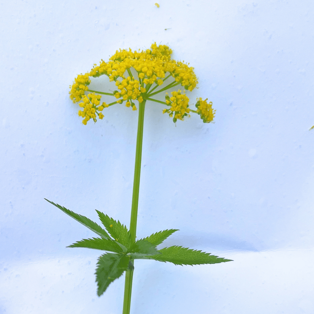 Golden Alexander - PollinateHV Local Ecotype Seedling
