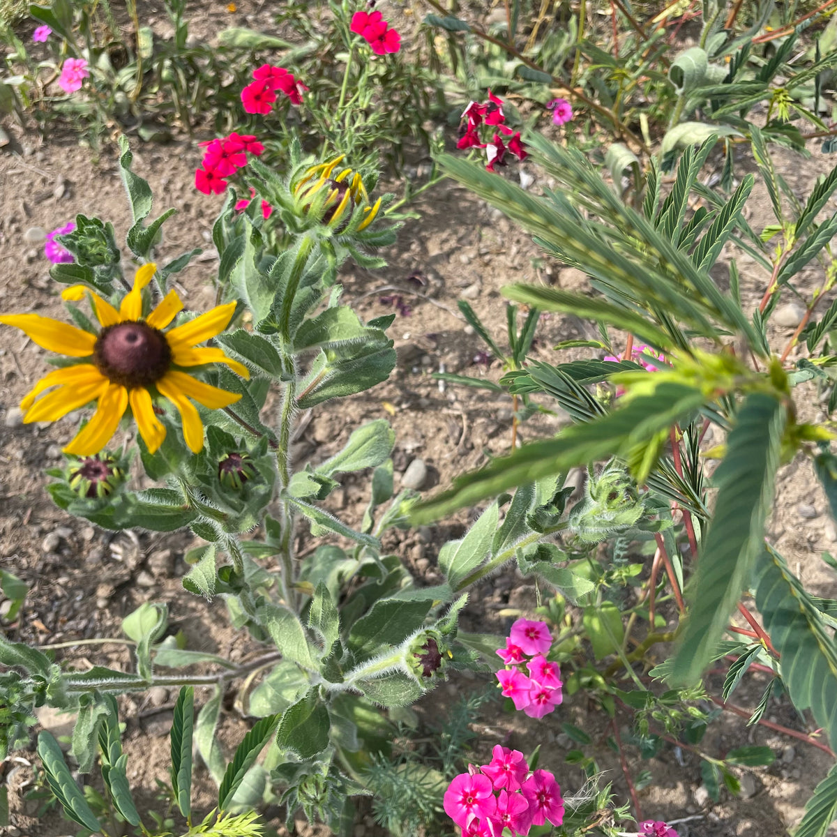 Colorful flower mix by Hudson Valley Seed Co. featuring a variety of vibrant blooms for garden planting and attracting pollinators.