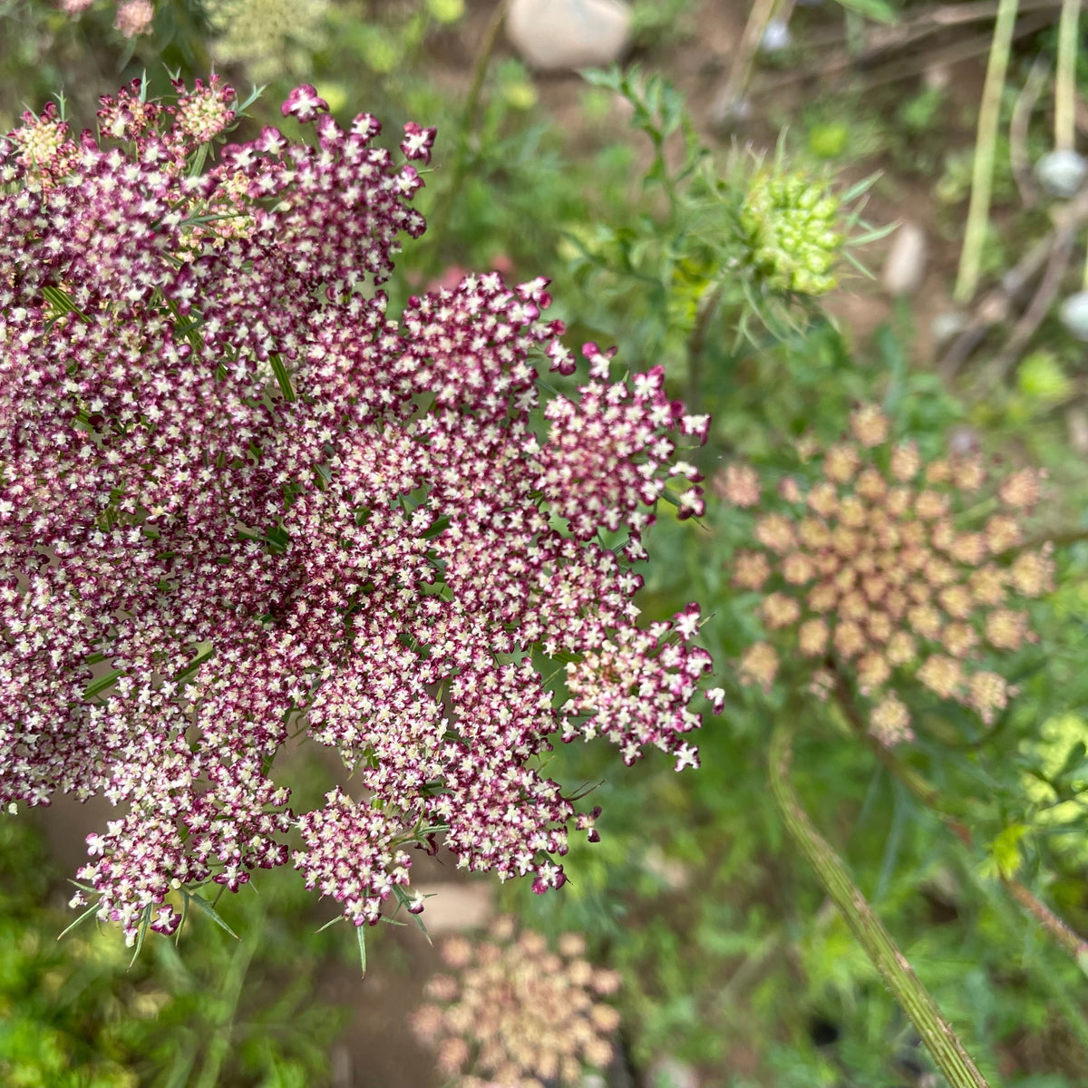 Bright Dara Daucus flowers with vibrant orange and red blooms, showcasing lush green foliage, from Hudson Valley Seed Co.